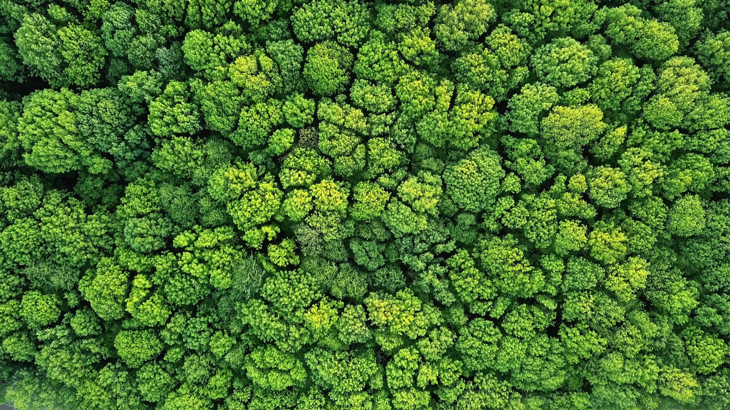 Forest above final.jpg