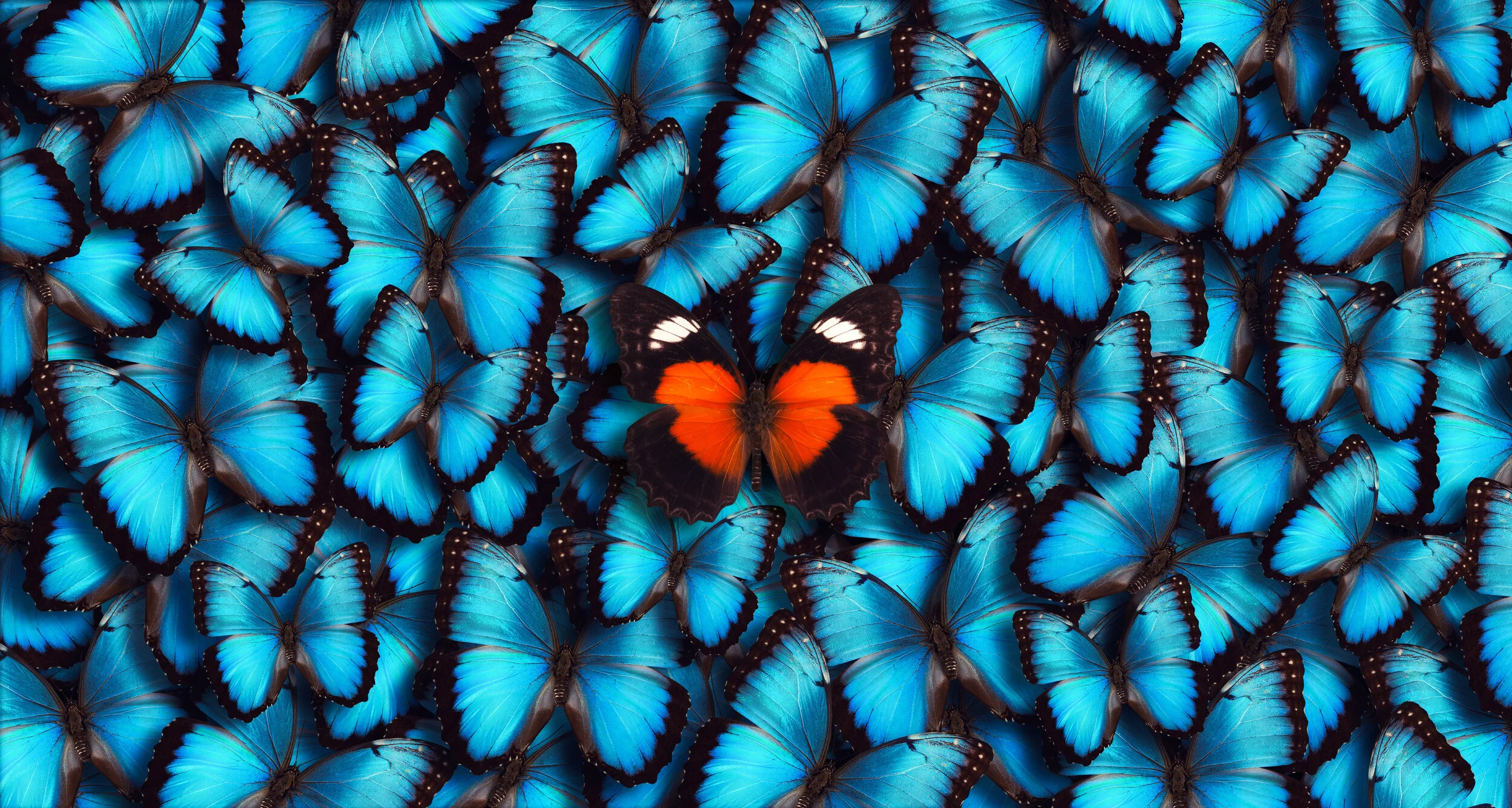 Butterflies final resized.jpg