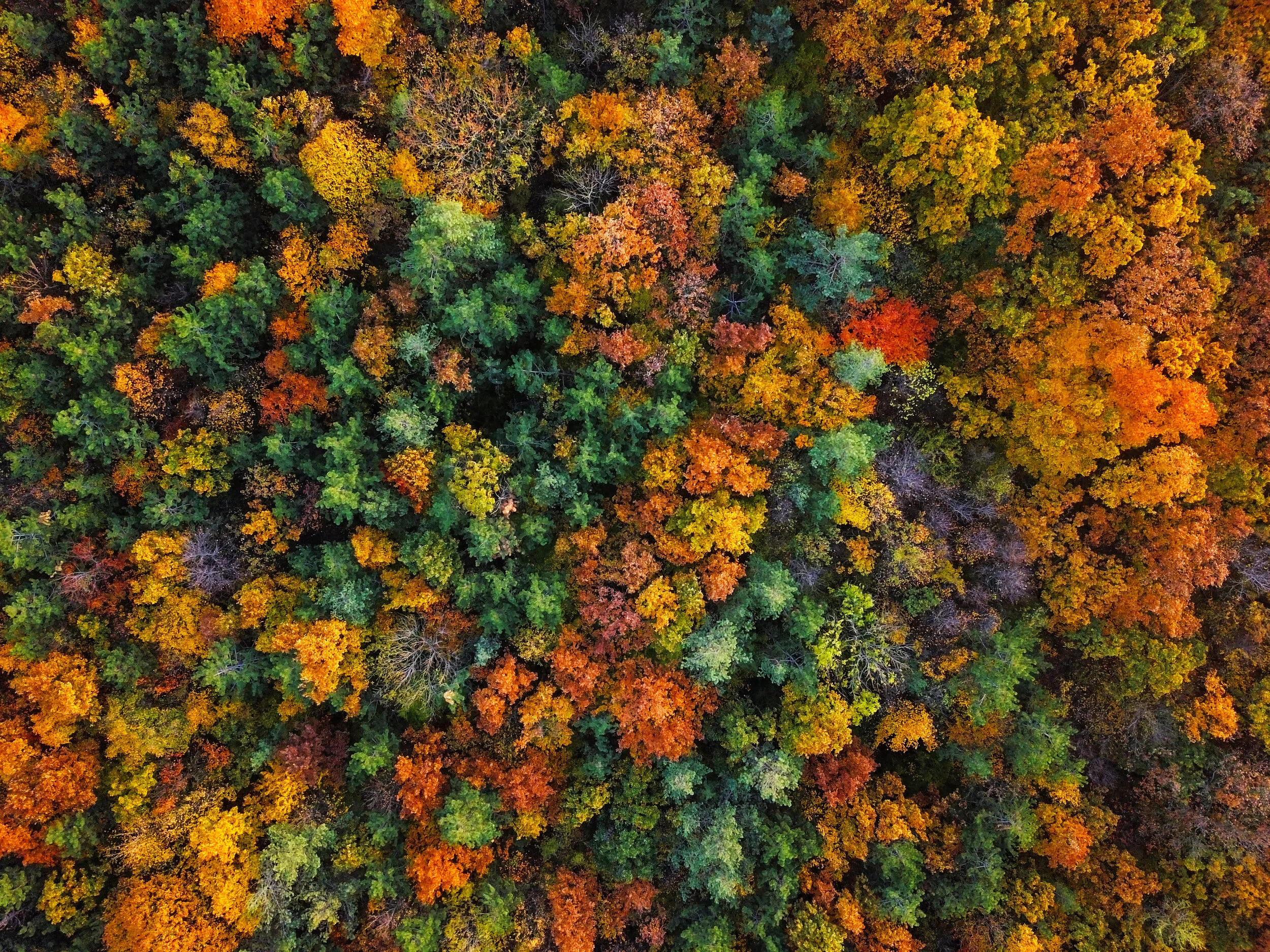 Fall trees.jpg
