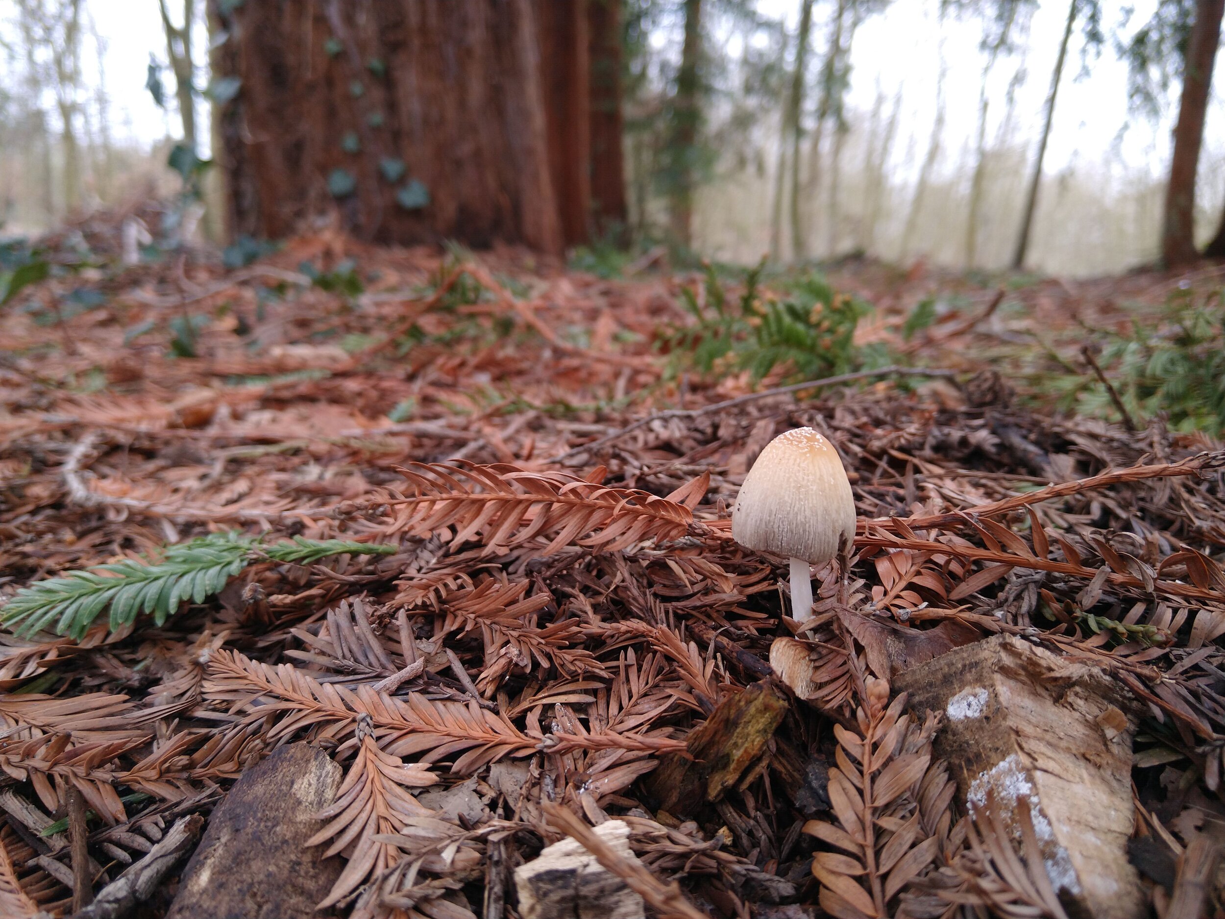 Mushroom next to Sequoia in Bois de Boulogne