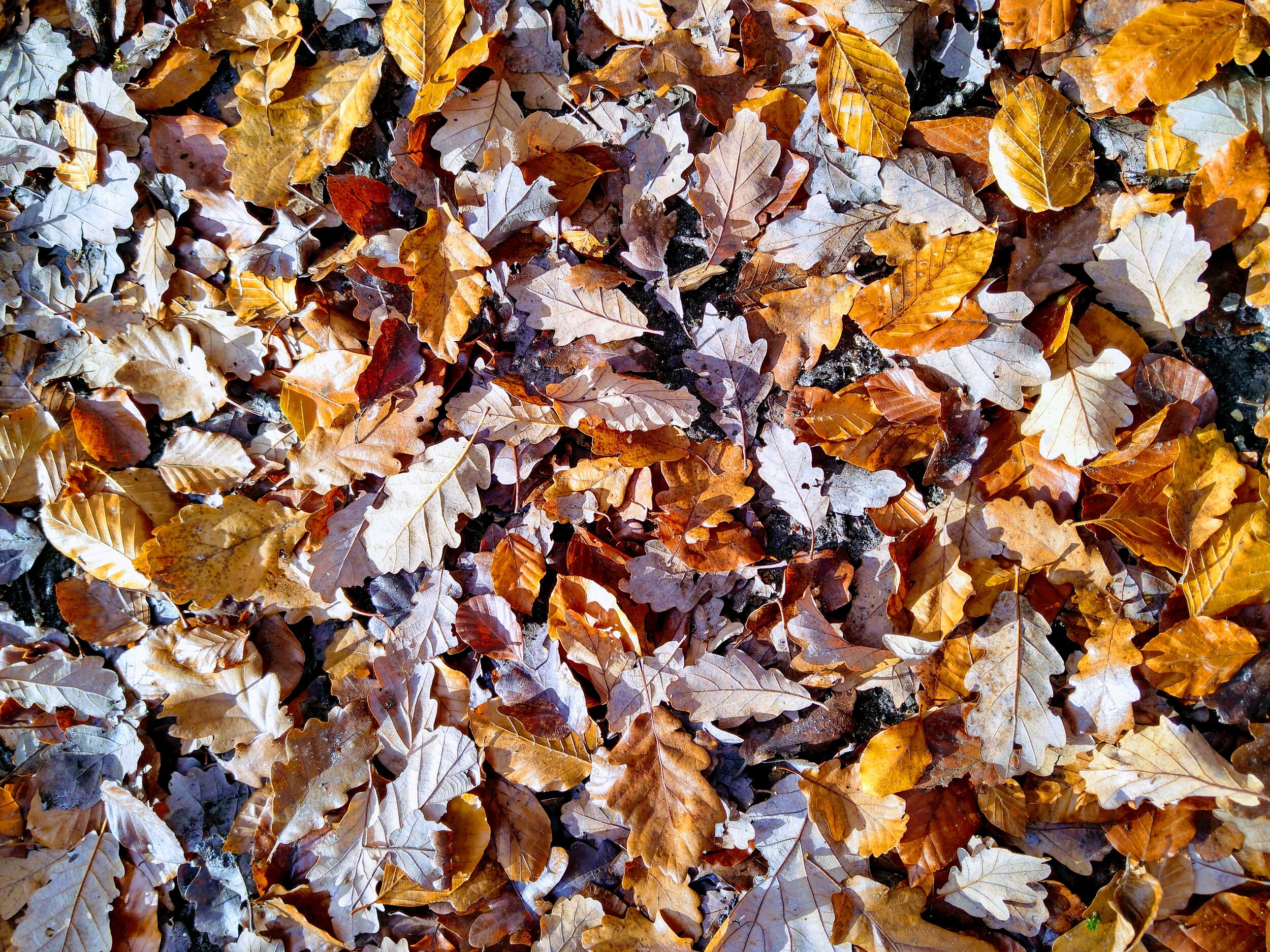 Fallen leaves on the forest floor