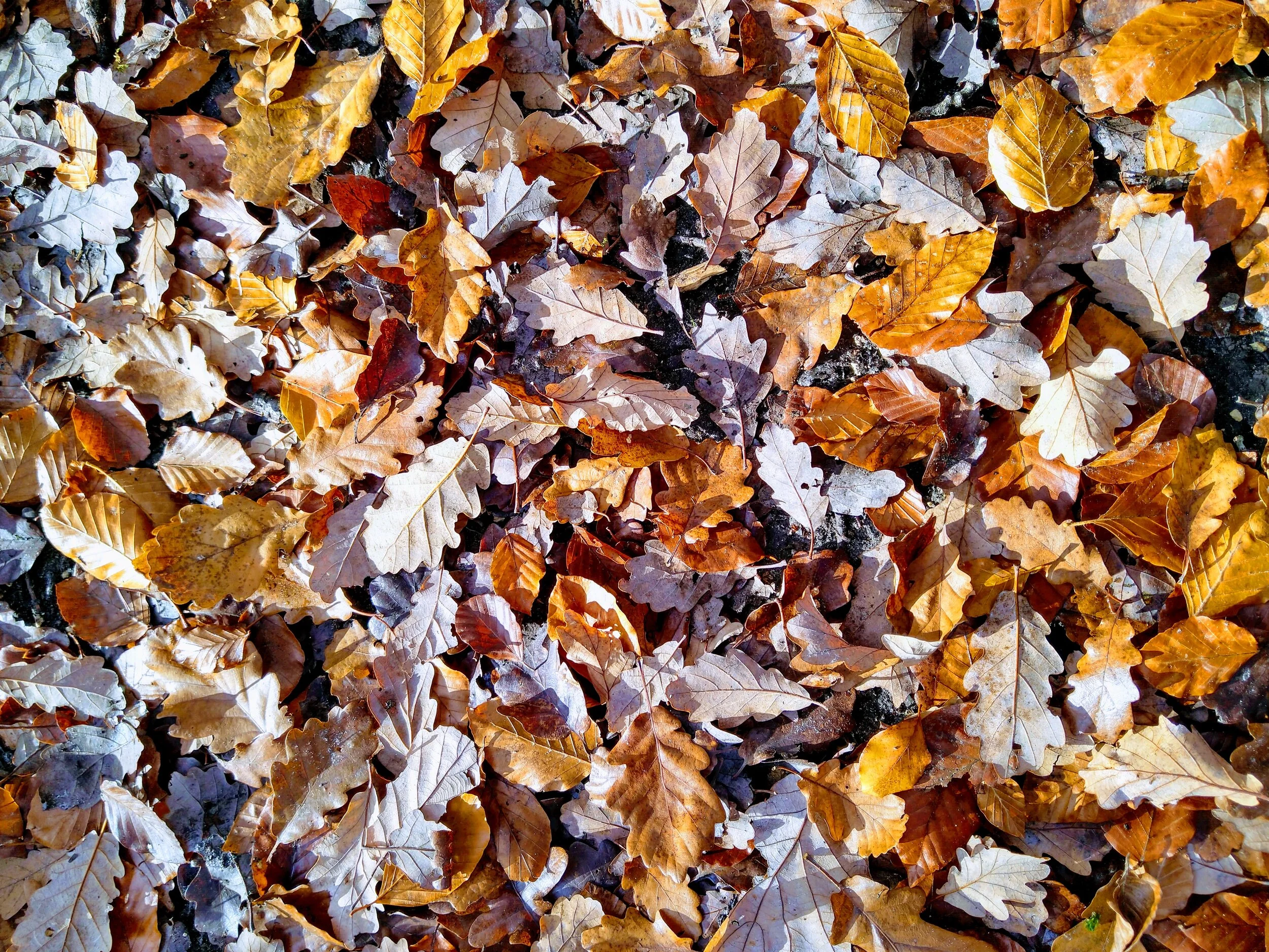 leaves.jpg