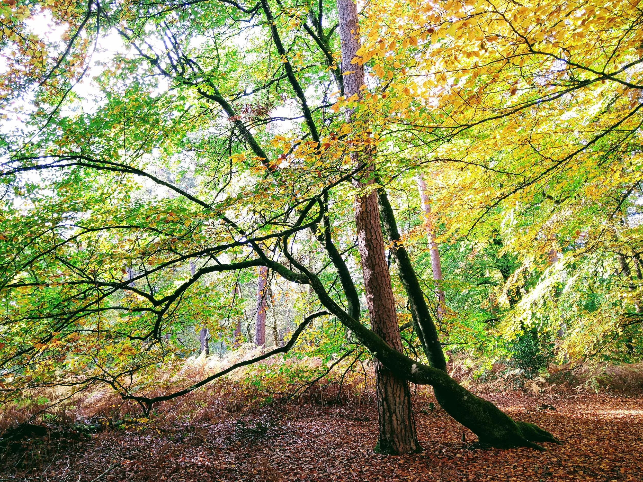 dansing tree.jpg