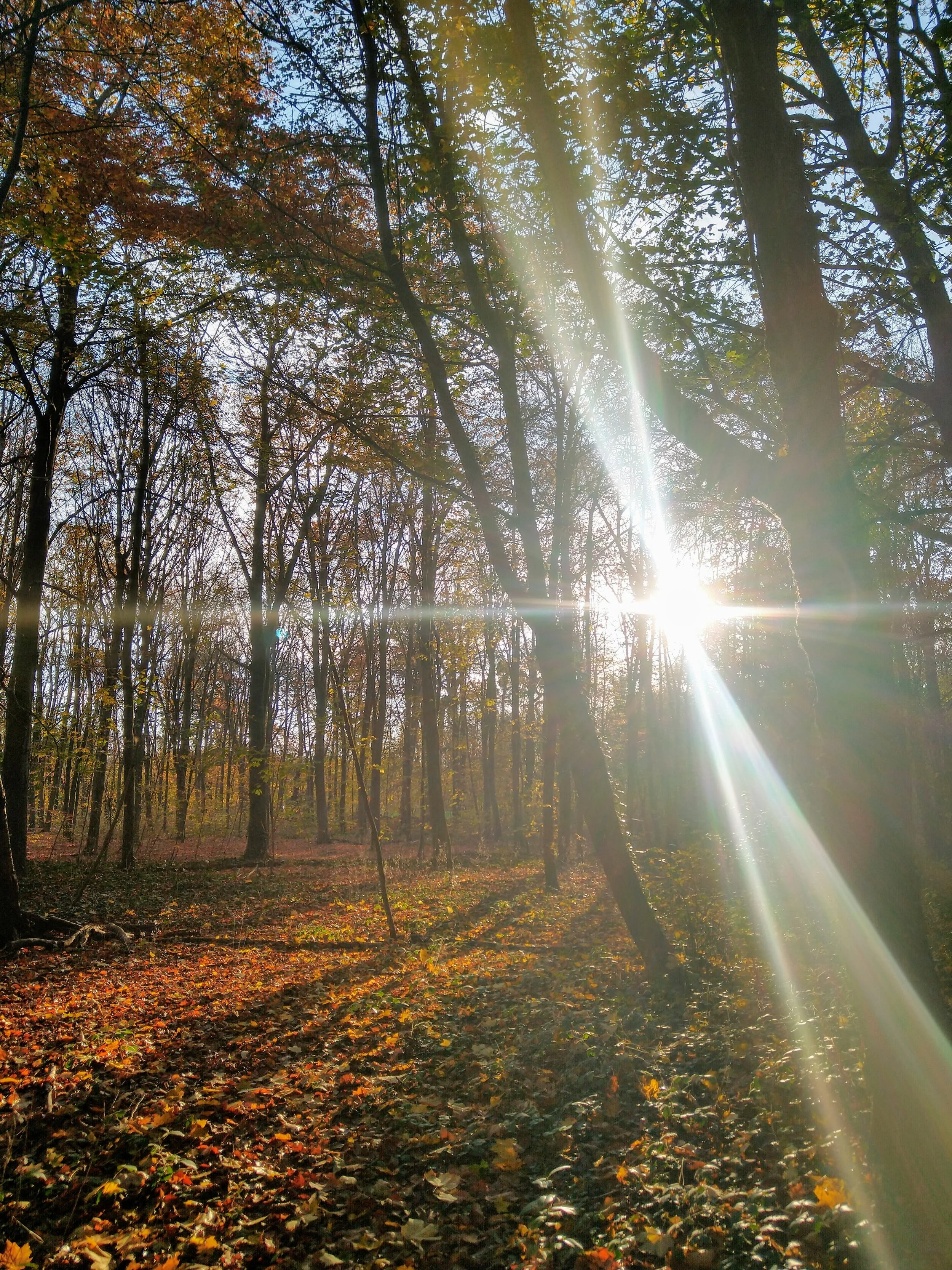 Special Shinrin-Yoku: Hear and follow your inner voice