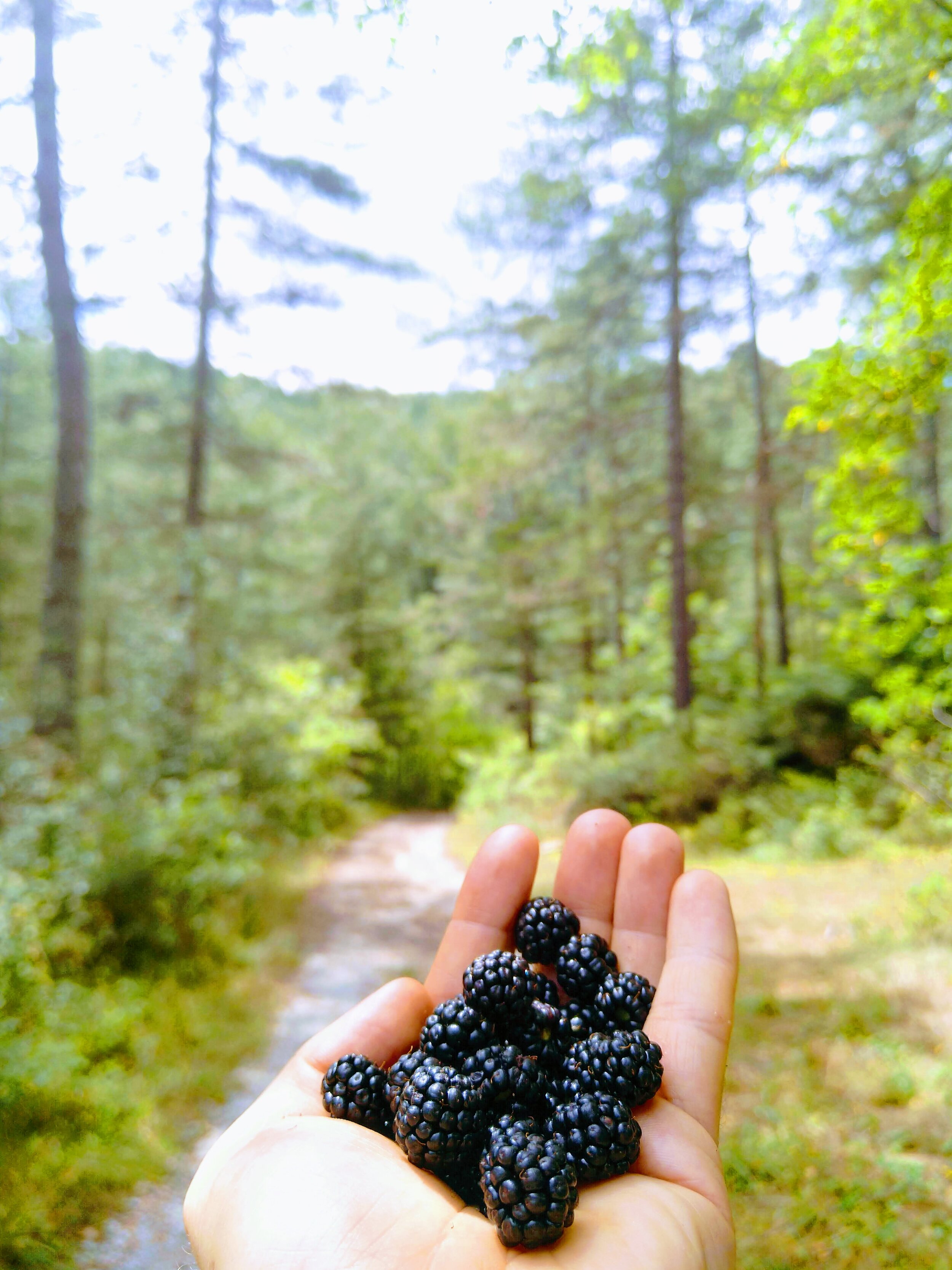 blackberries.jpg