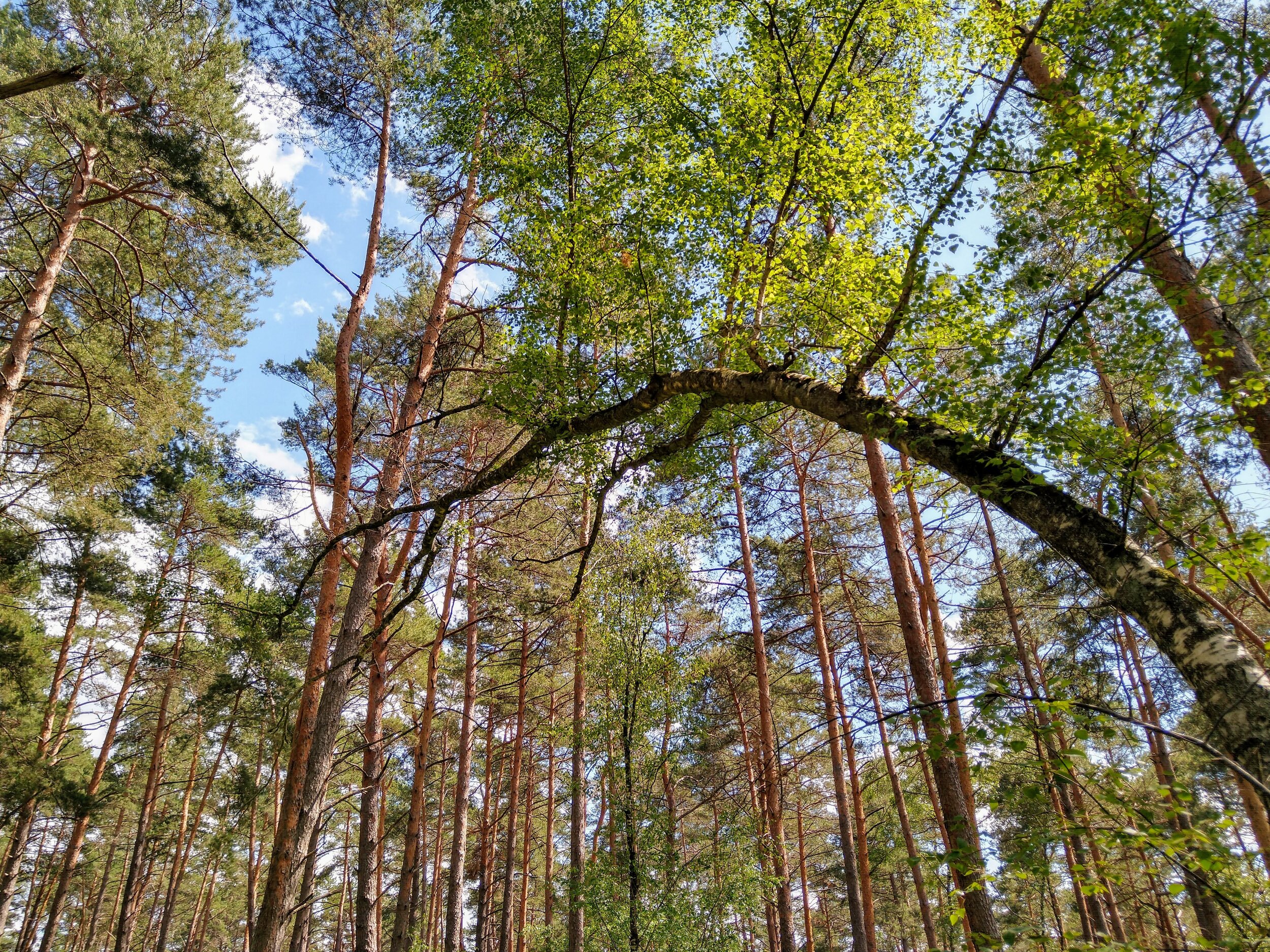 Bending tree.jpg