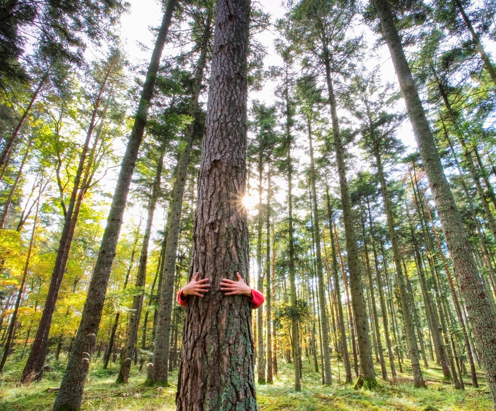 "Diving into my Forest Bathing experience": Interview with Laura Brav