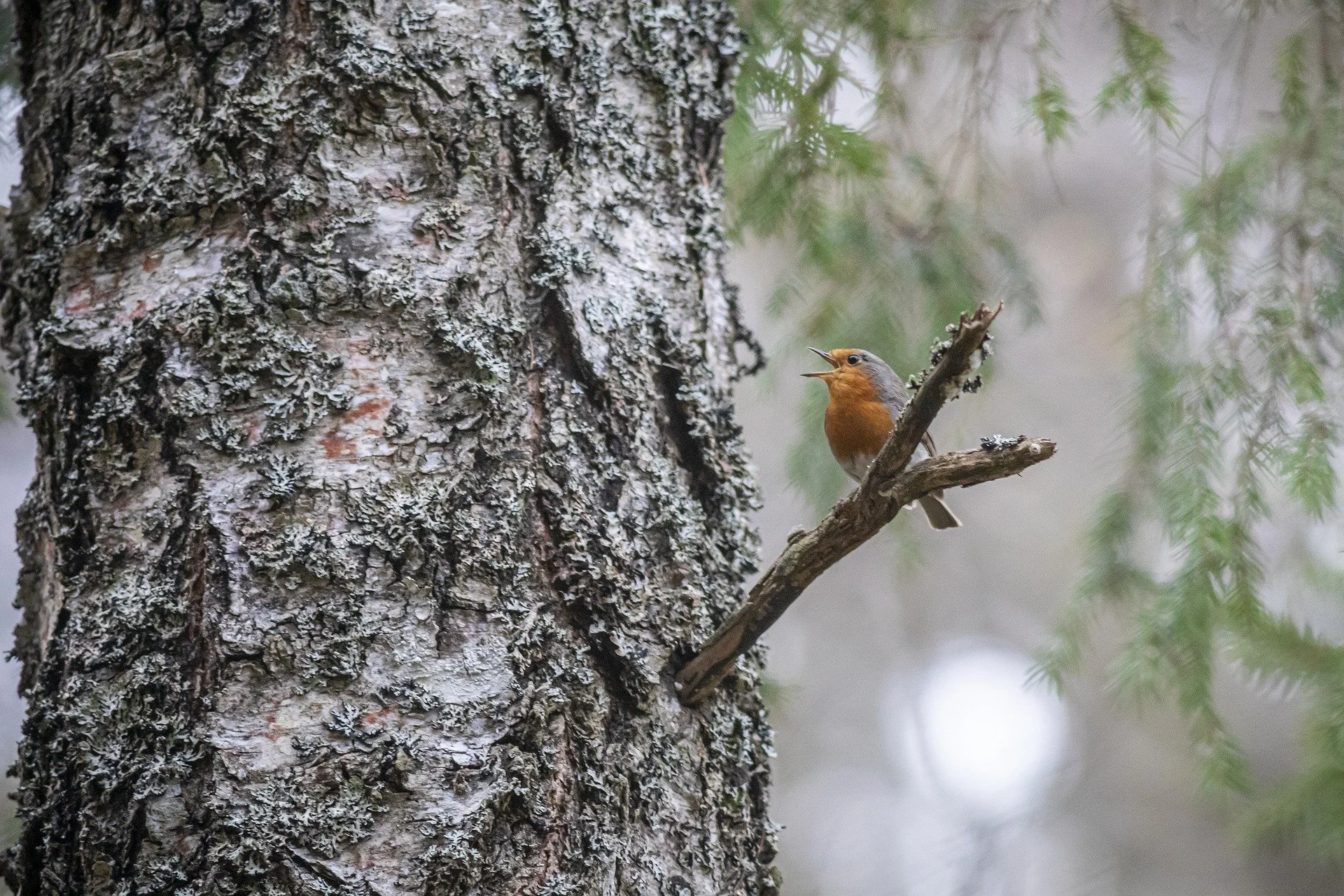 Nature workshop: Listening to your inner voice to move forward