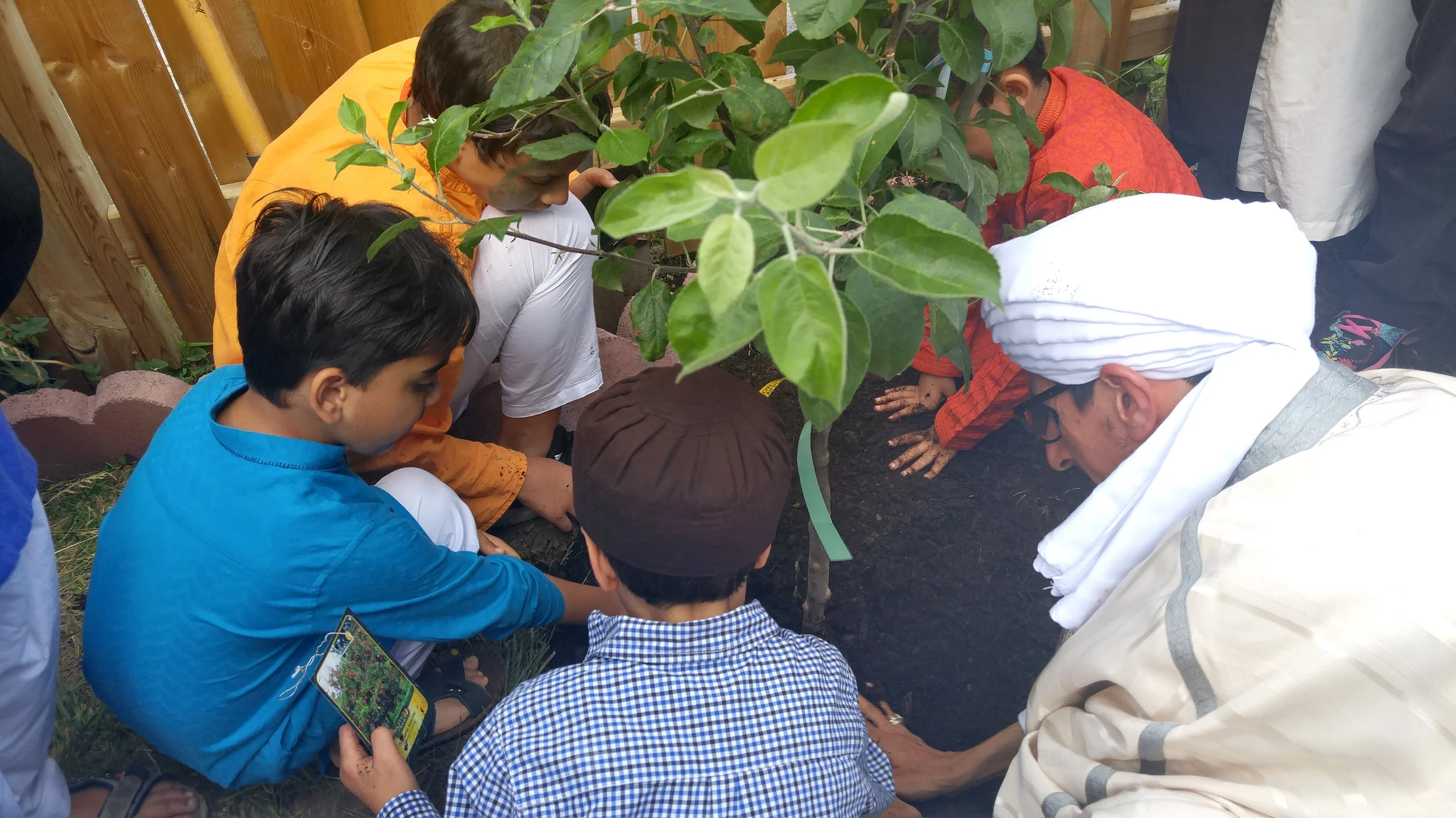 Tree planting .jpg