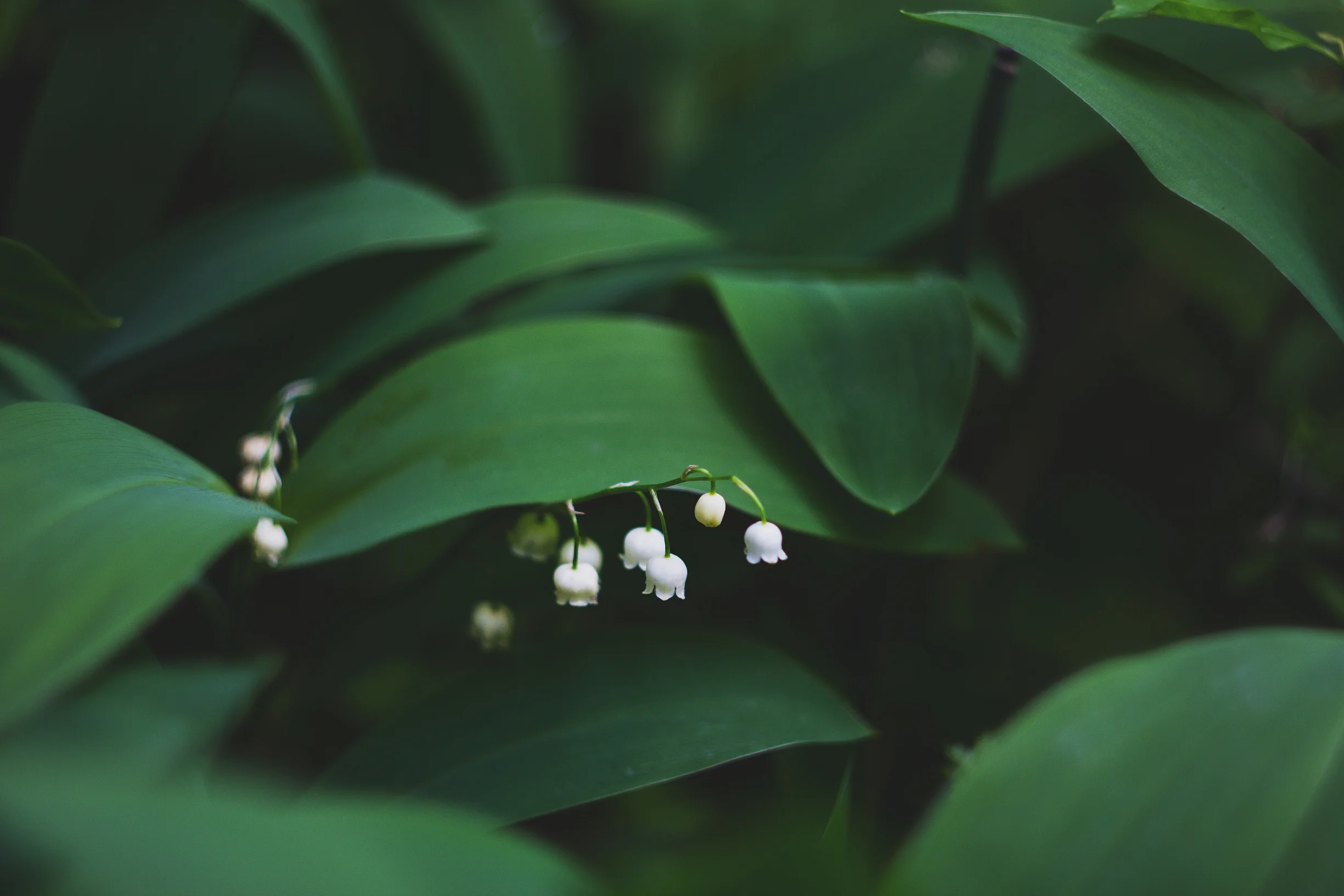 New Life in Christ