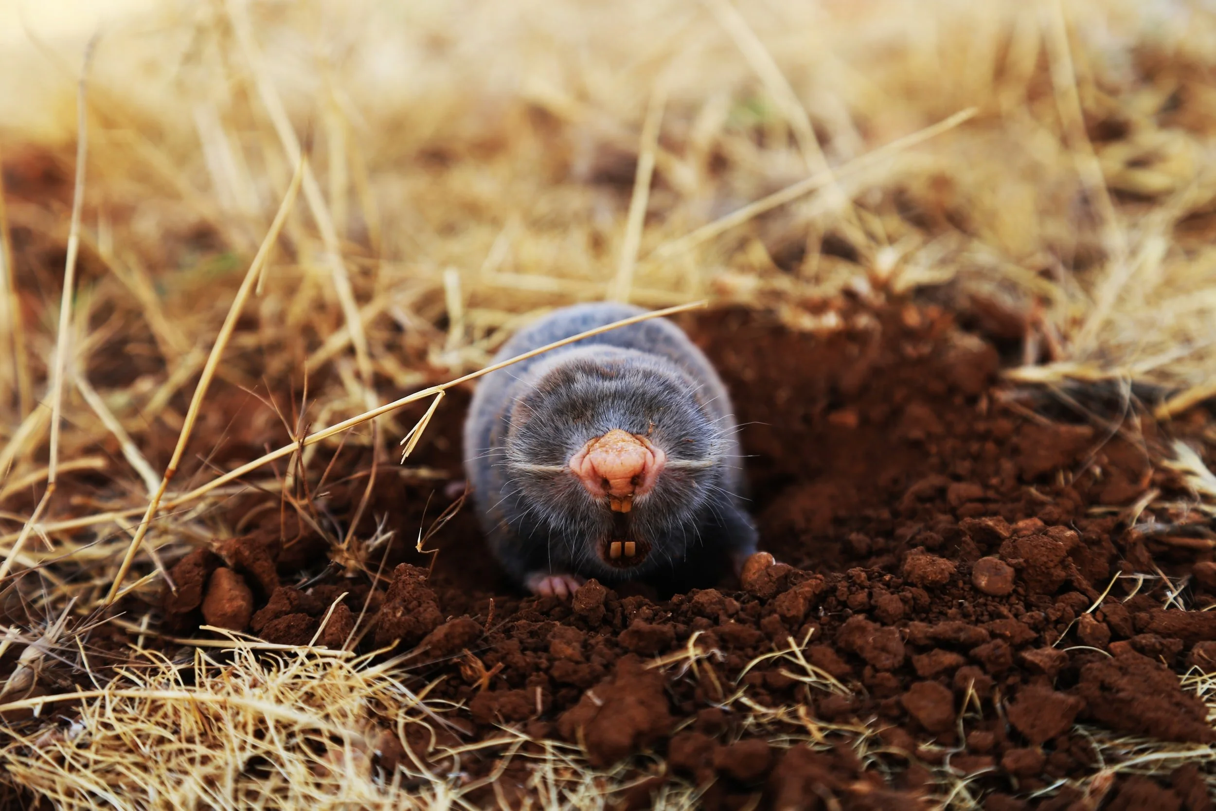 Moles in the Yard