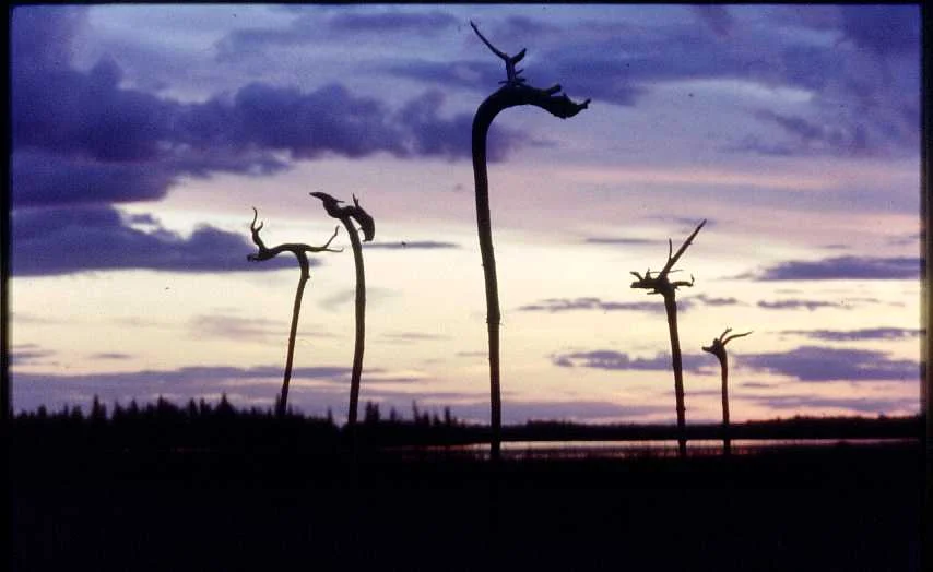 Northern Roots I.jpg