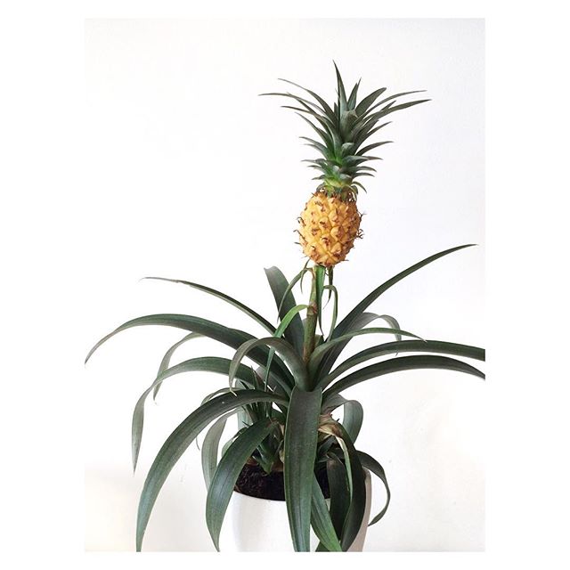 Pineapple plant. #houseplants #plants #homedecor #interiordesign #white #decor #fruit @corissabagan @dankosaurus