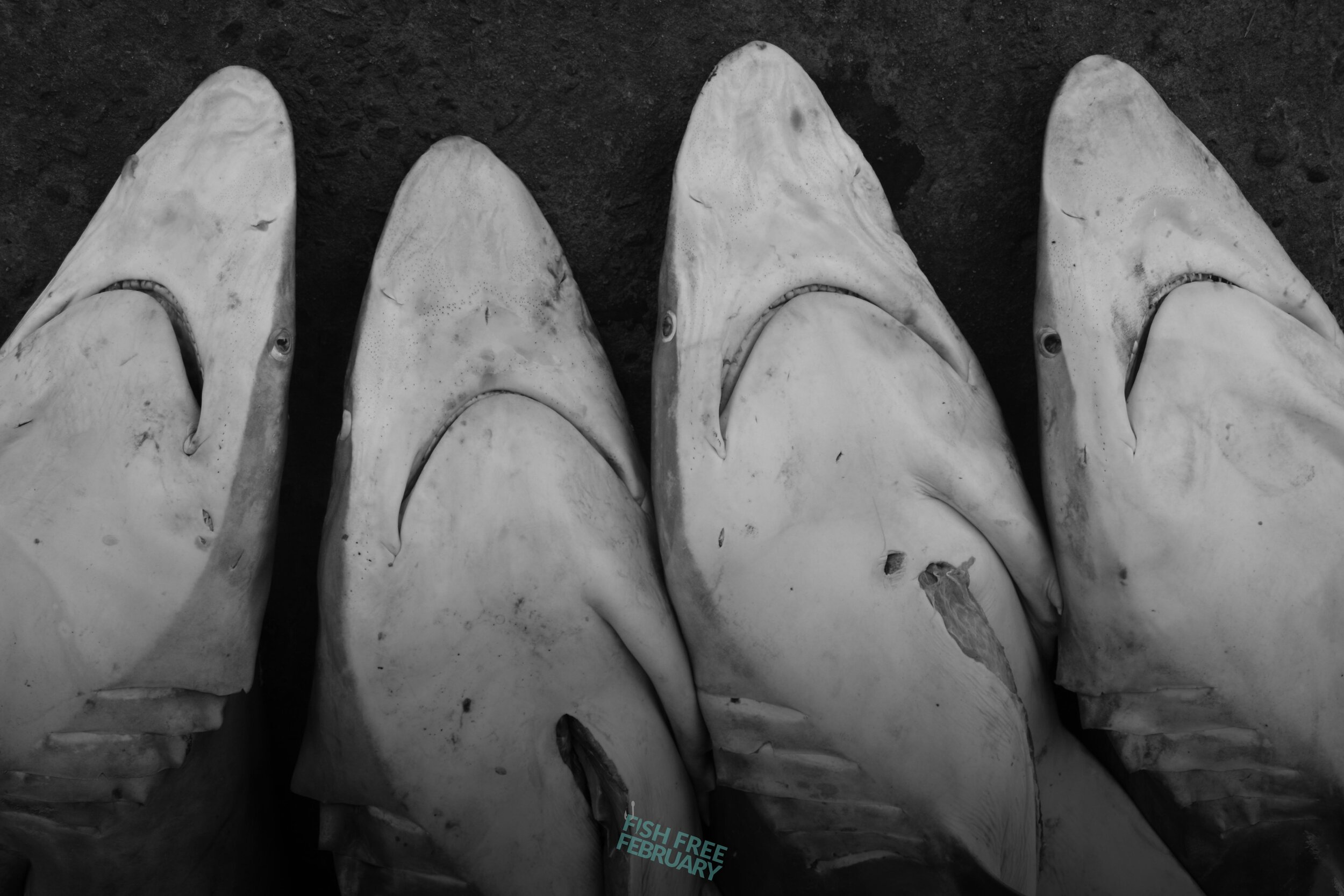 Dead sharks.jpg