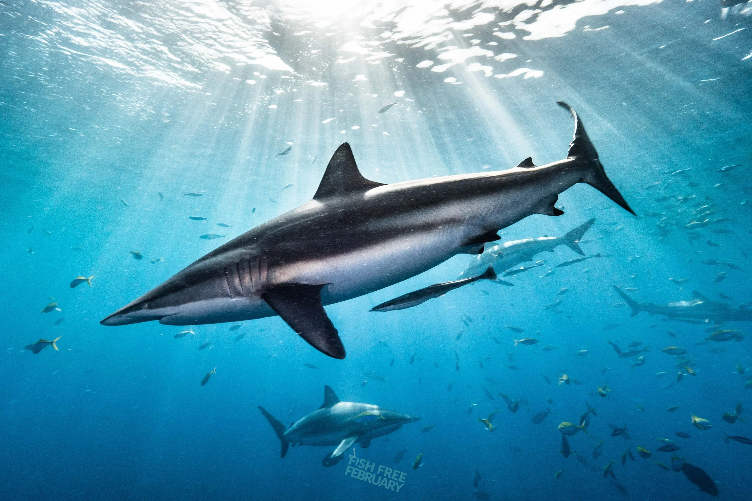 A Month for Global Marine Impact: 71blue joins Fish Free February