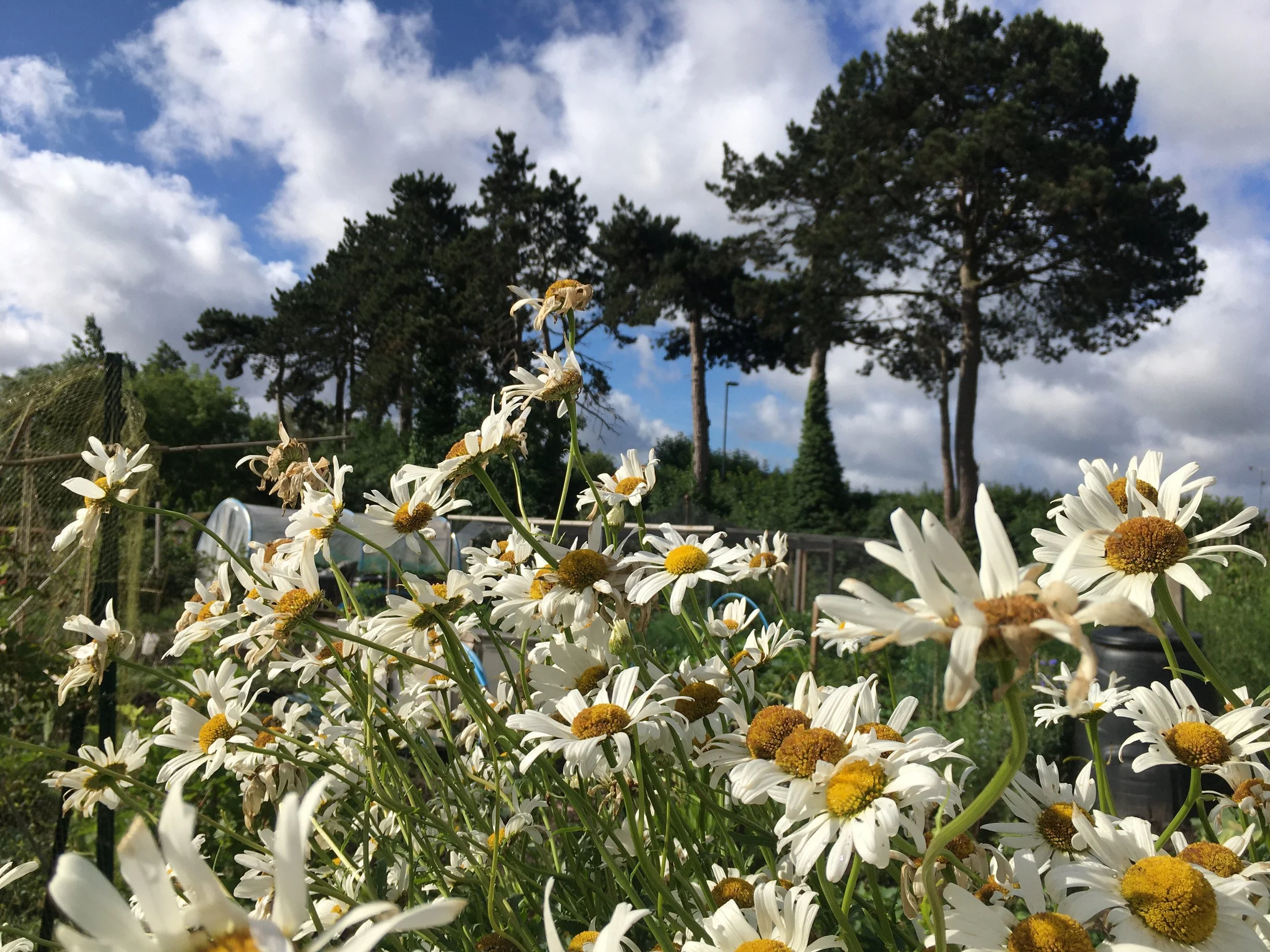 Daisies.JPG