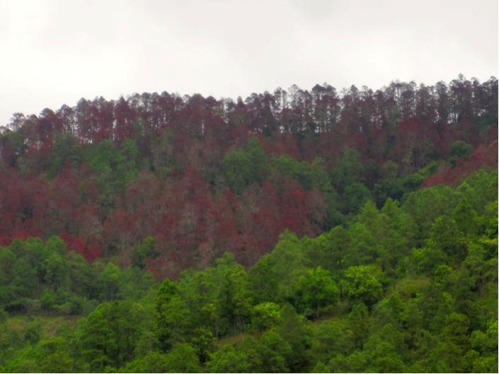 A devastating Bark Beetle plague is killing the pine forests in Honduras.