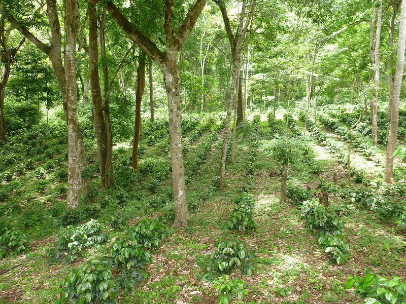 Coffee plantation-L.jpg