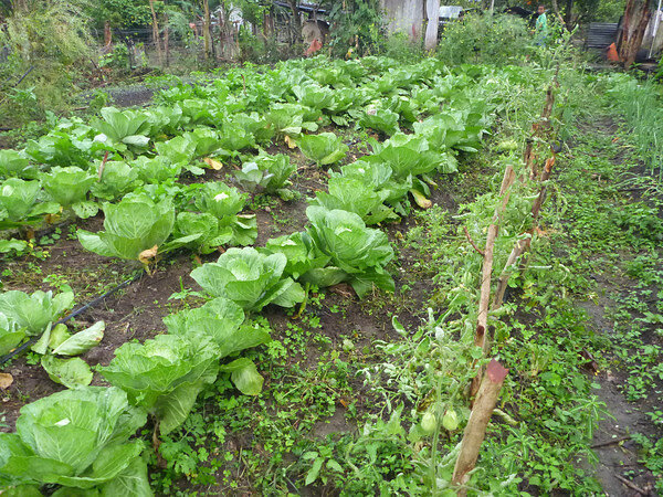 nice veggie patch-M.jpg