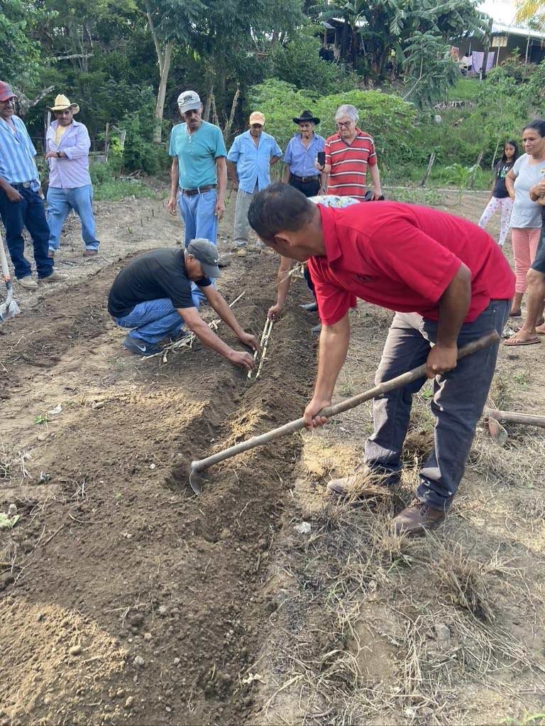  Eduardo laid out canes of forage grass in trenches.&nbsp; Then he cut up other canes and had the farmers plant them their favorite way; later they would compare, and see which way grew best.&nbsp; 