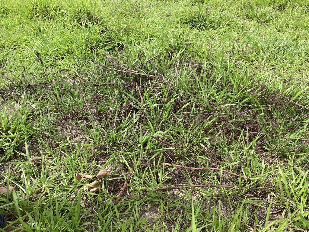  We visited the large pasture run by Oscar Cabrear.&nbsp; He was growing Brachiaria also, and had some bare spots in it.&nbsp; He cut the prickly weeds (acacia or wattles) growing in the pasture and layered them over the bare spots. 