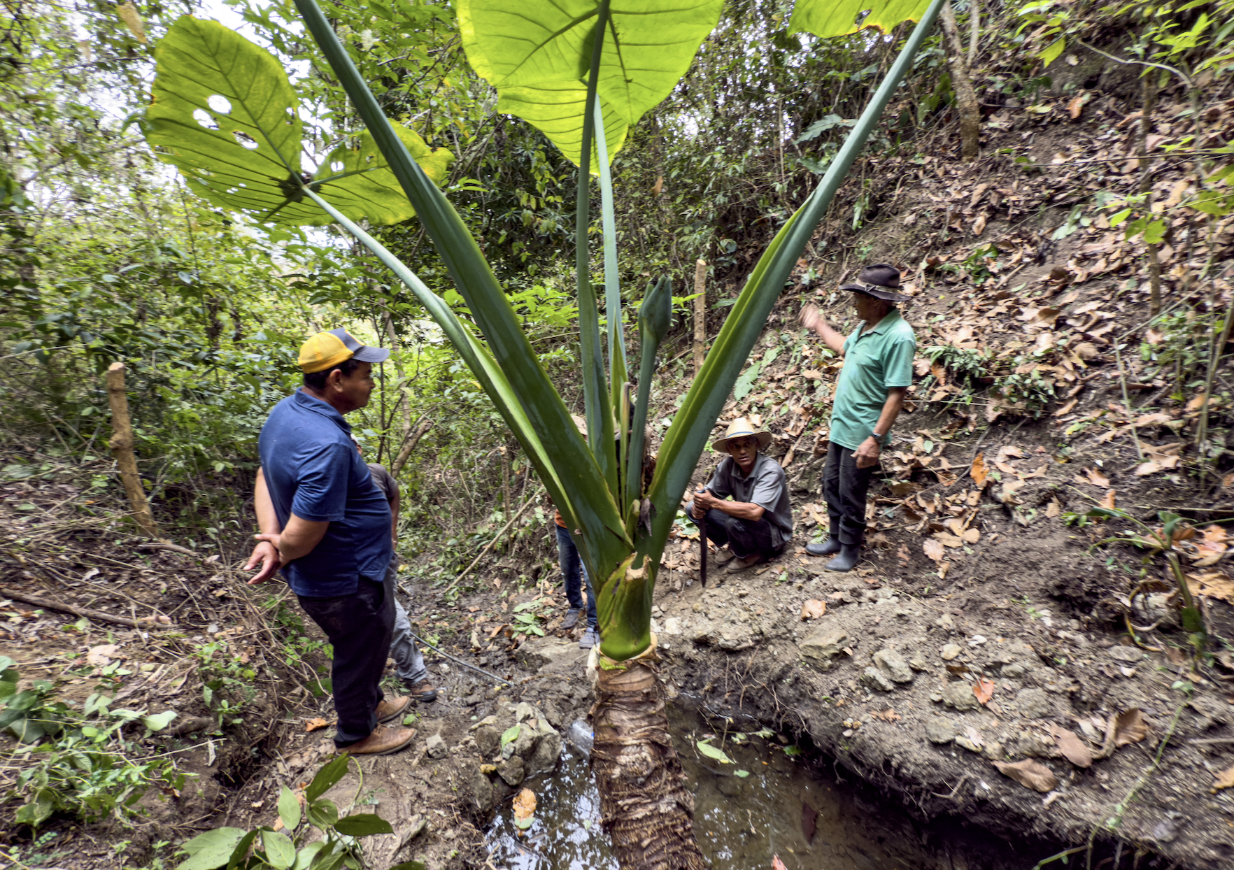 Decades ago, this spring was the original water source for El Rosario. We have plans to rehabilitate it to irrigate farmland.