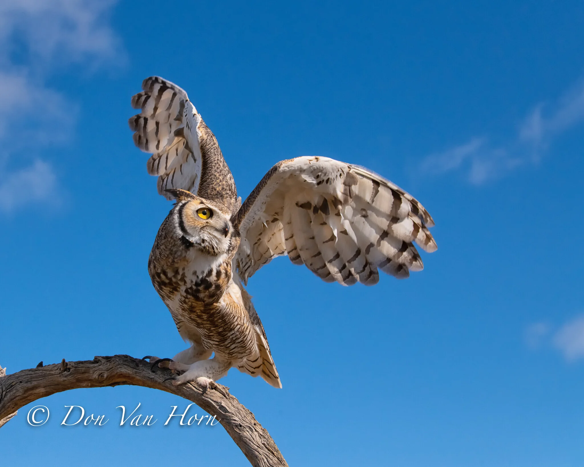 DV3_3475-Edit-2 2.JPG