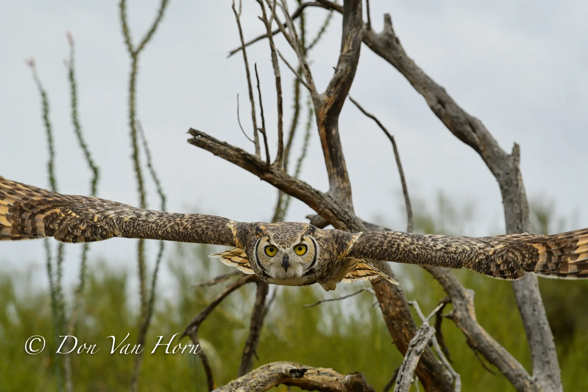 DVH_2058-Edit.JPG