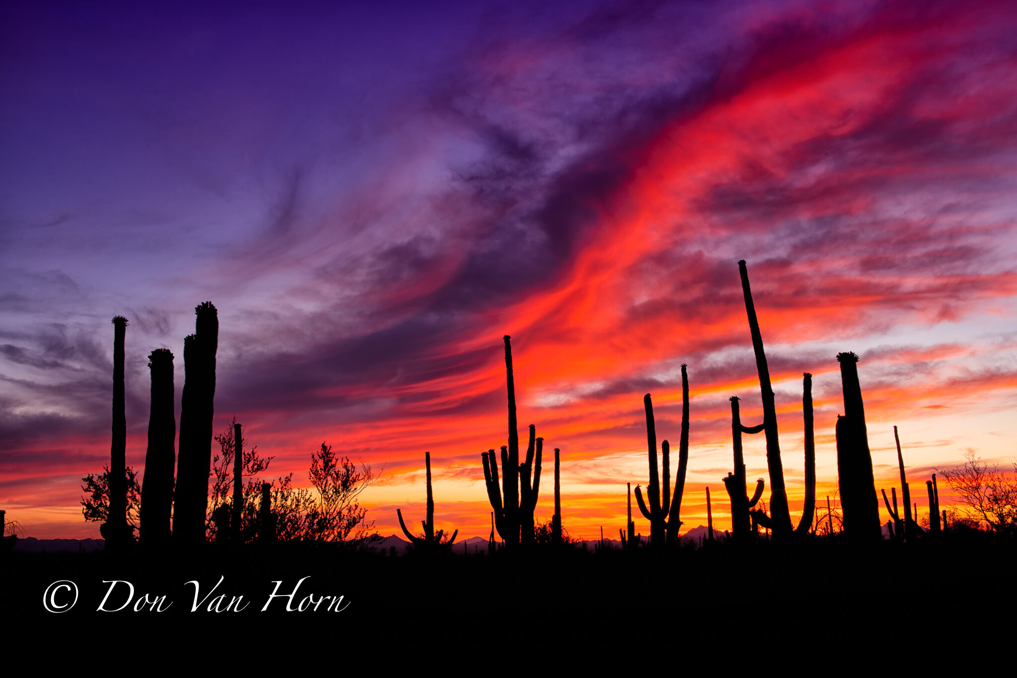 Saguaro Sunset