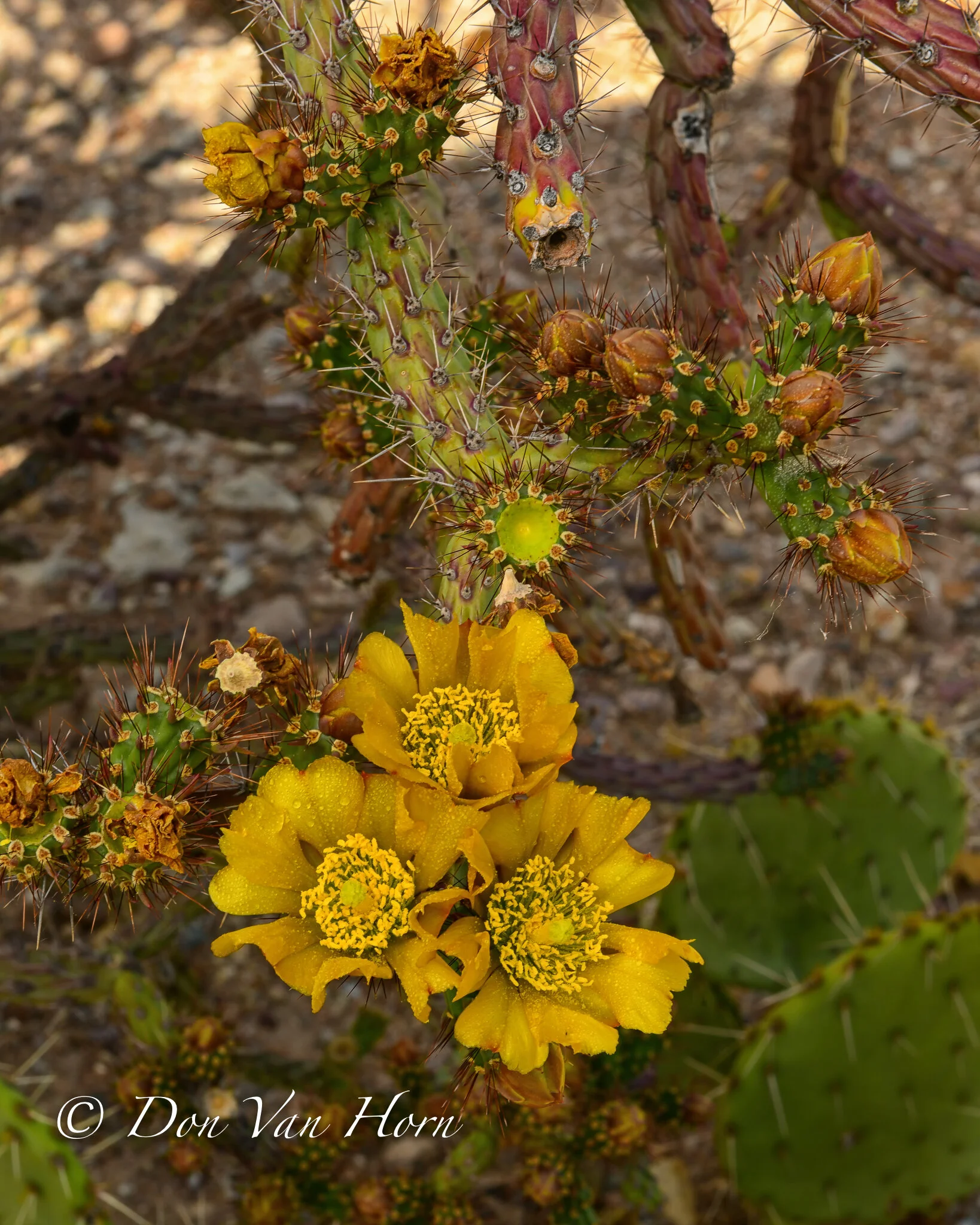 Yellow Rose of the Desert
