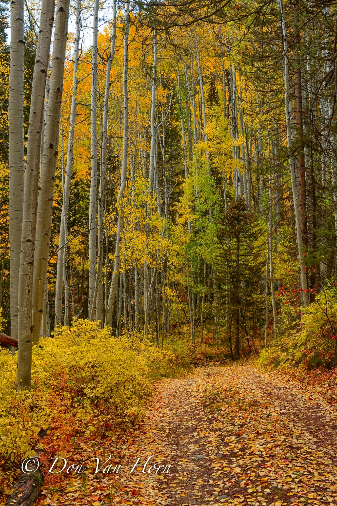 Path to winter