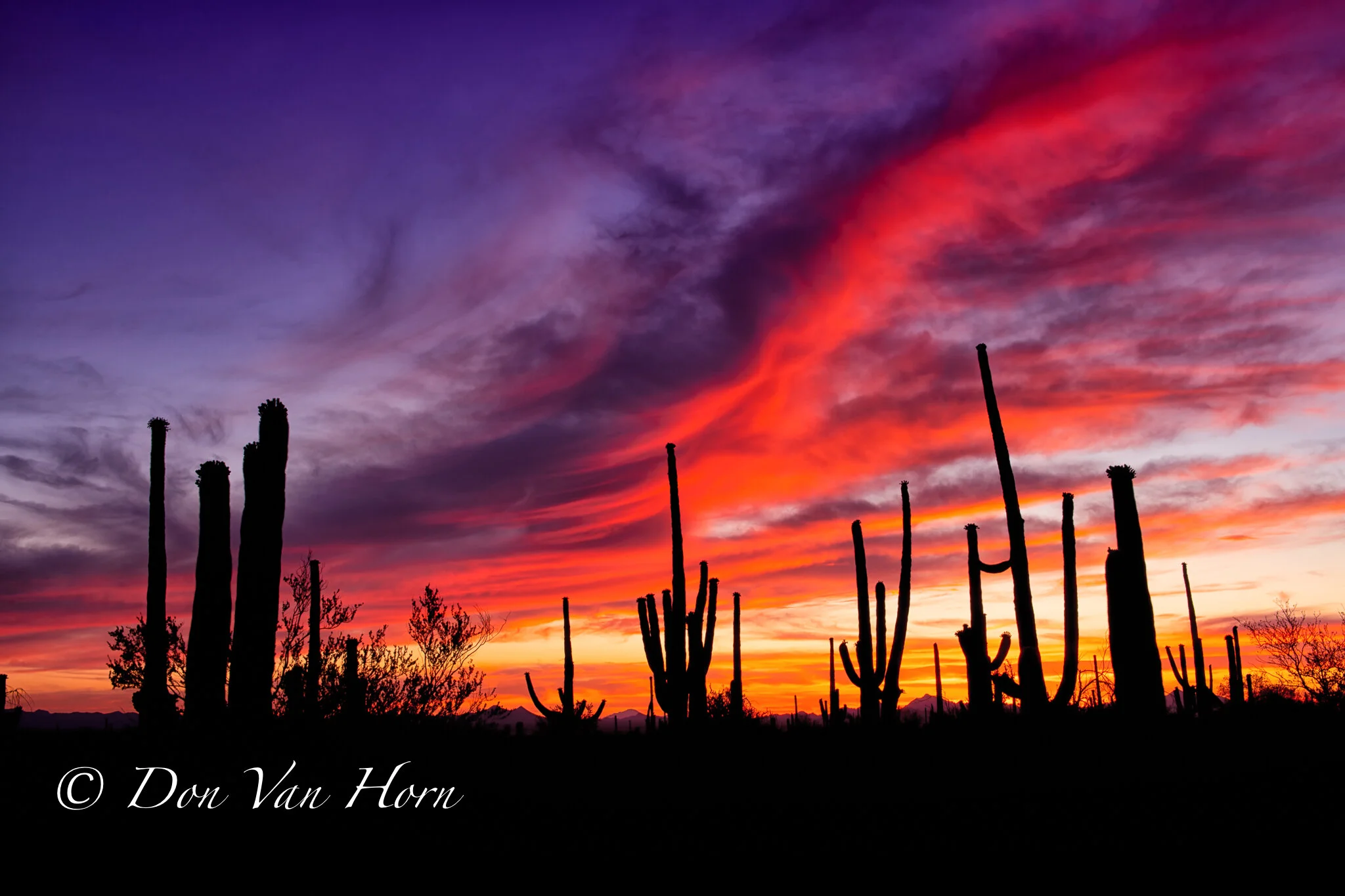 Saguaro Sunset