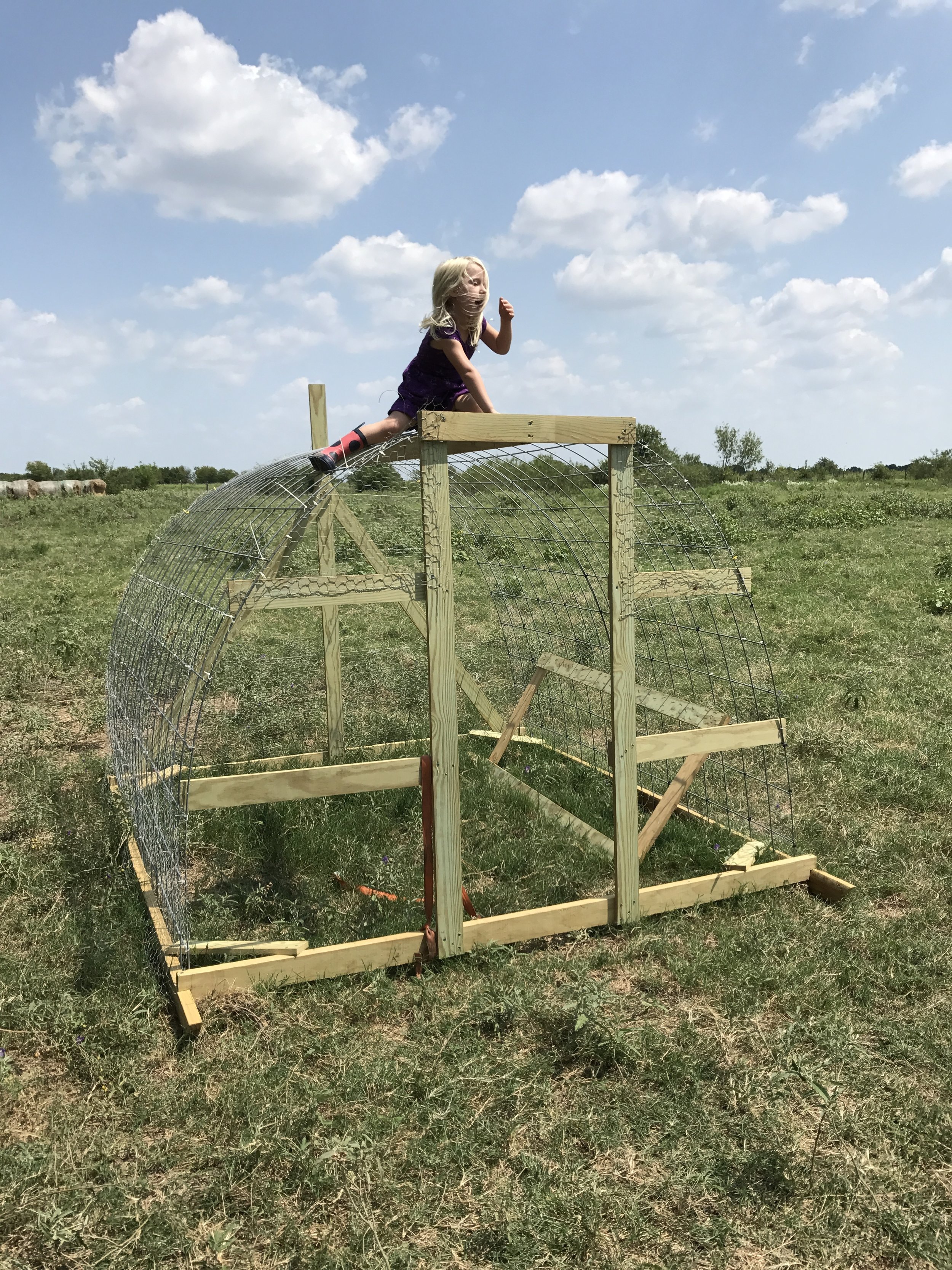 On top of the coops in progress - before the tarp and electric line were added. Strong enough to hold a wild child!