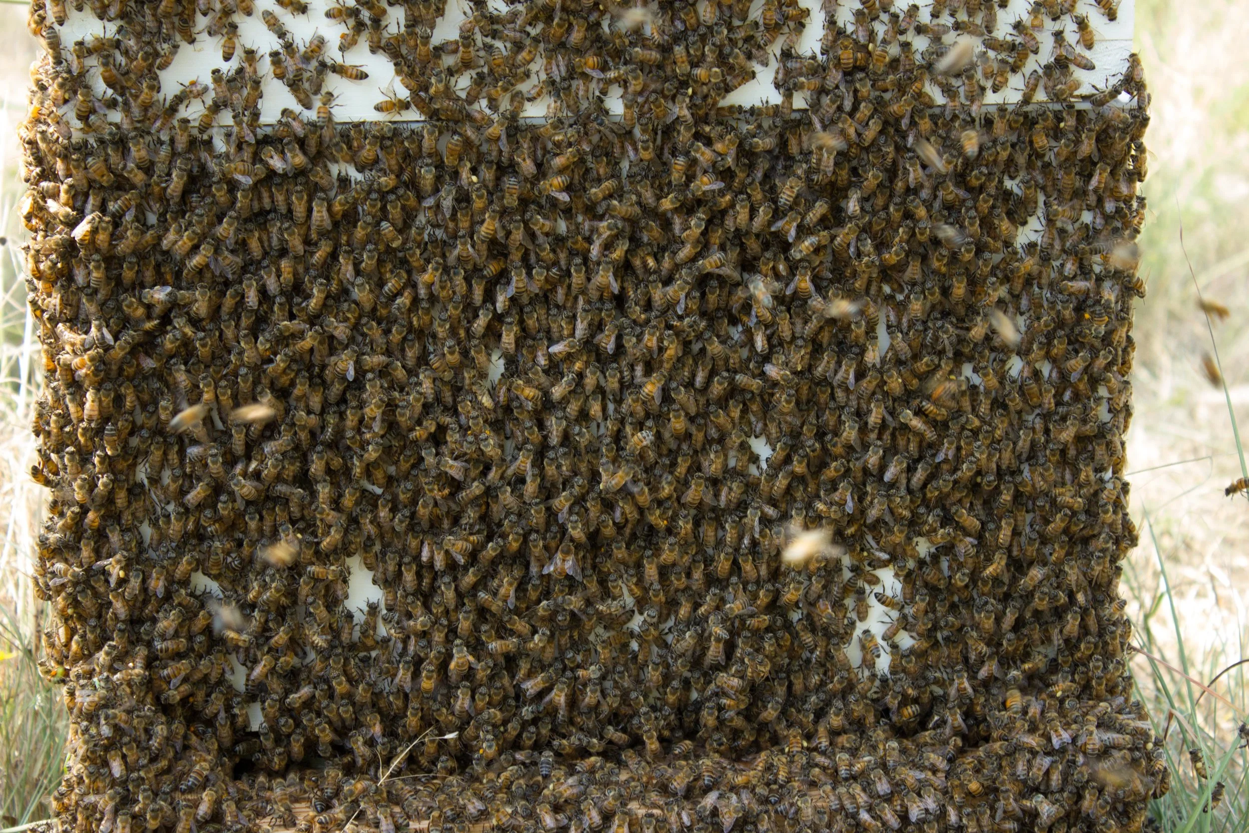 One of the hives after we had lifted every frame out looking for the queen