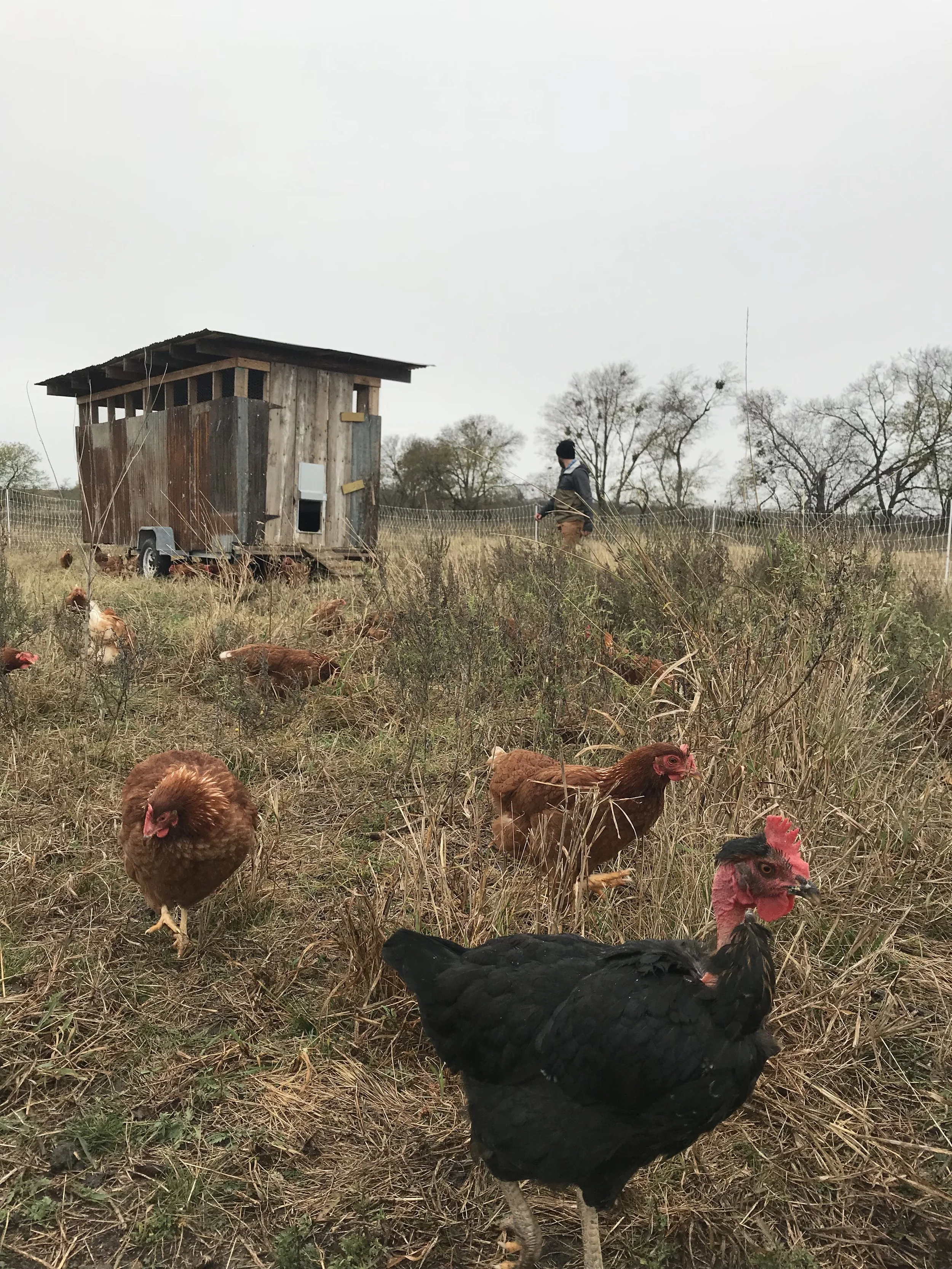 One of the survivors - a naked neck. This variety of chicken is incredibly social and very calm! They tend to follow me around, although the second I try to catch one to snuggle, they bolt. I’m so glad we still have some of them.
