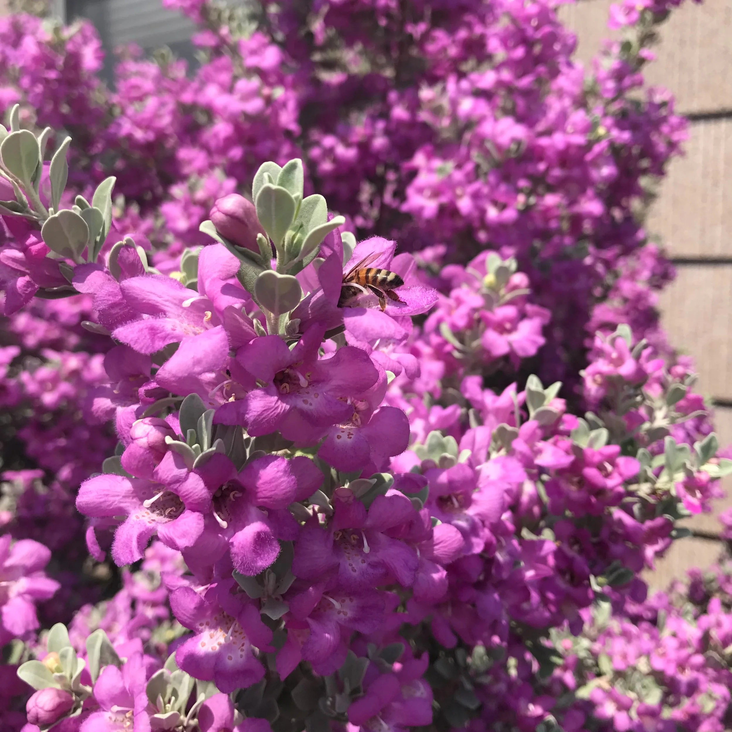 I’m just going to sit here and look at pictures of flowers all day and pretend that it’s spring outside! The neighbors probably think I’m crazy, as I’m sure they’ve seen me chasing bees around the yard with my phone to get pictures.