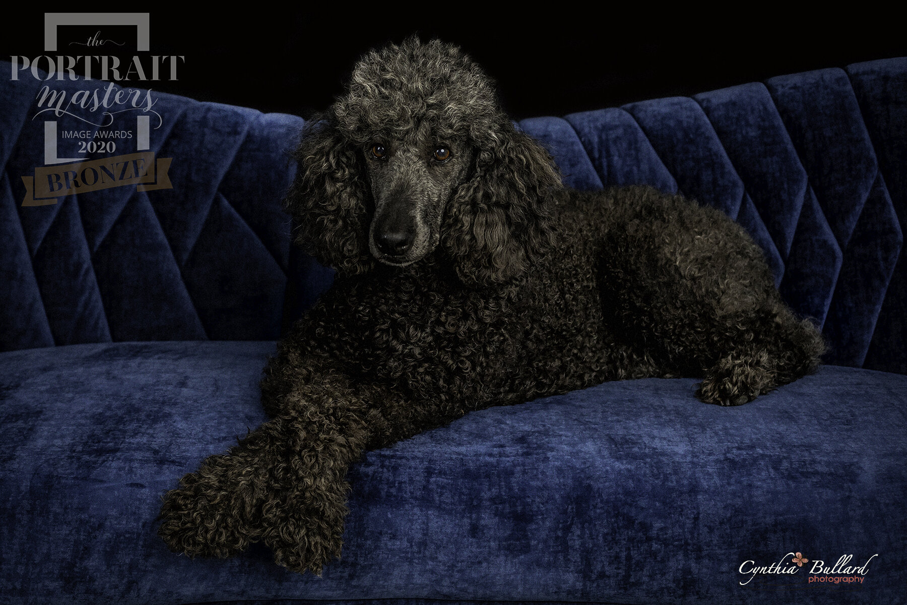 pets-dogs-female-blue-couch-indoor-studio-bronze-award