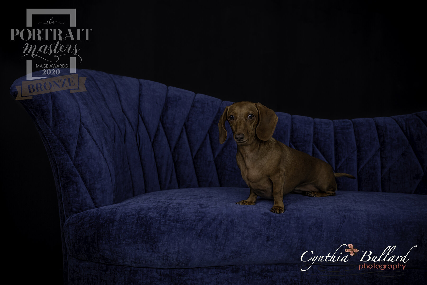 pets-dogs-female-blue-couch-indoor-studio-bronze-award