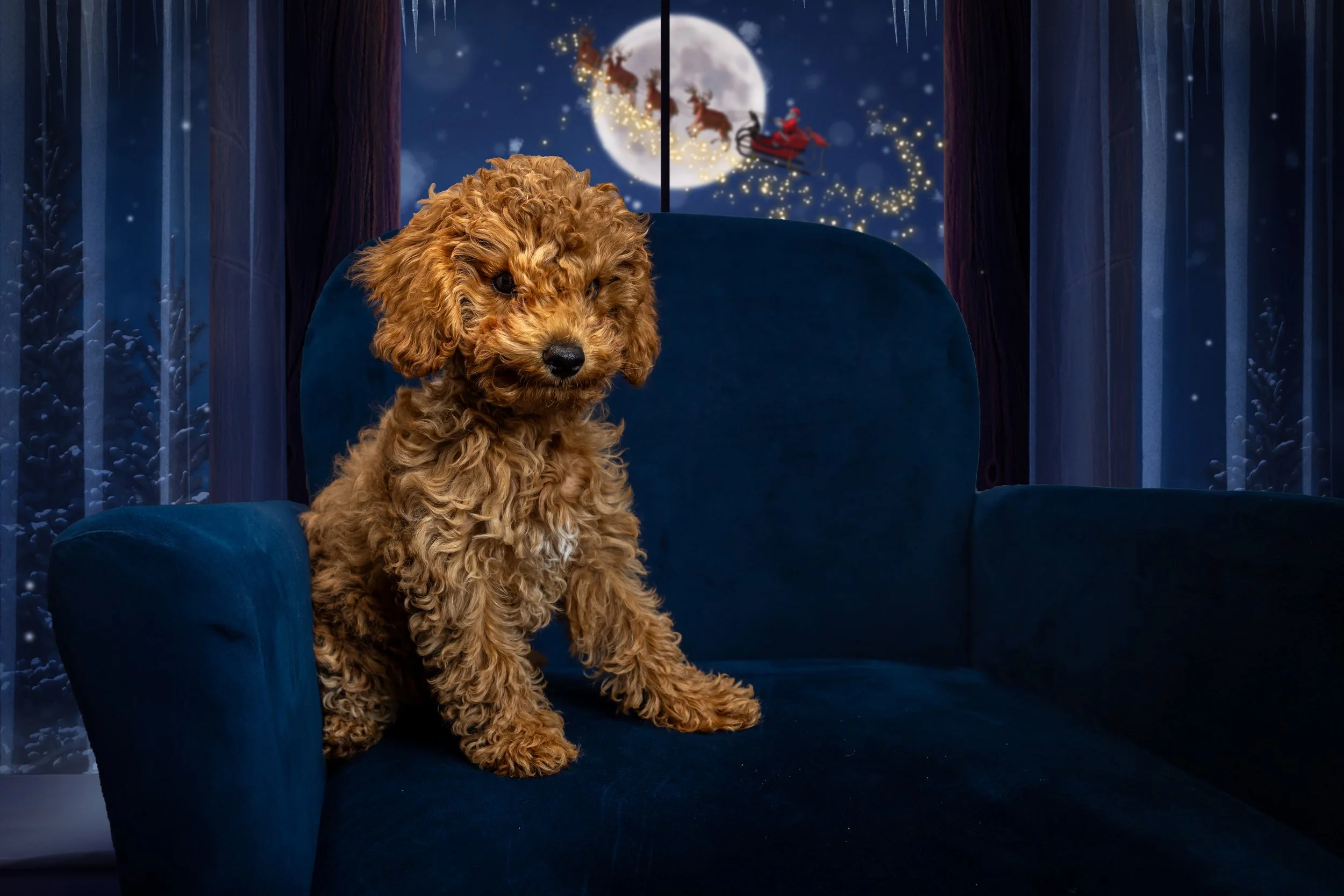 All-Inclusive Packages - Pet Only Studio Session Legacy