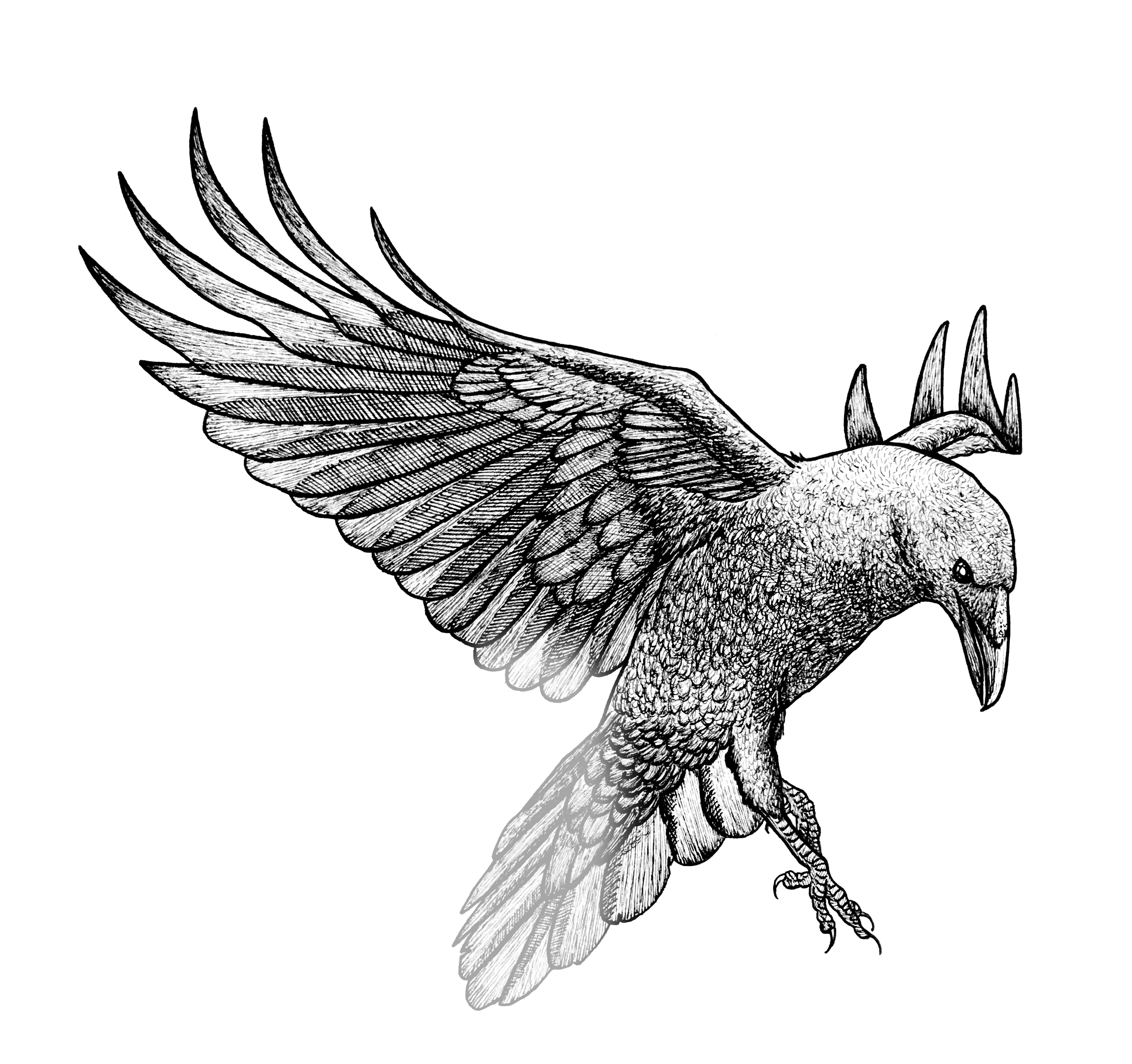 RavensFlyHrafn1 copy.png