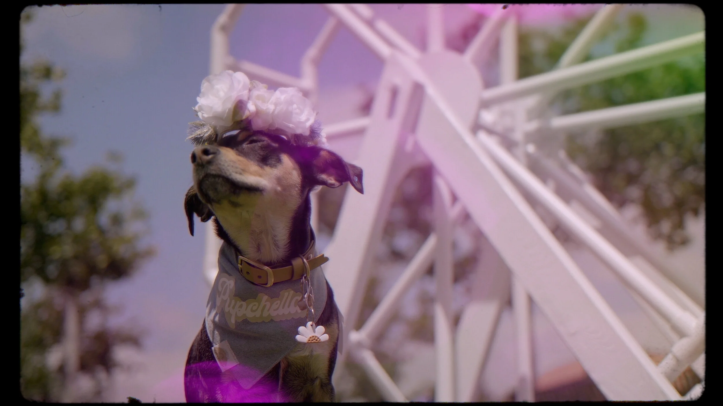 Pupchella 2021 by Puppy Picnic Co.