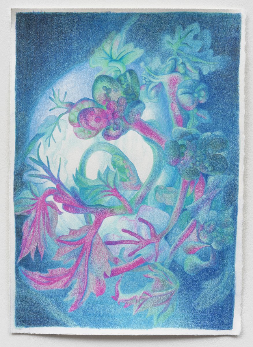  Seed Cycle V  Acrylic and colored pencil on paper  17.5"x12.5" 