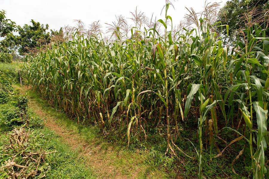 Seeds of Change / Beau Schmaltz