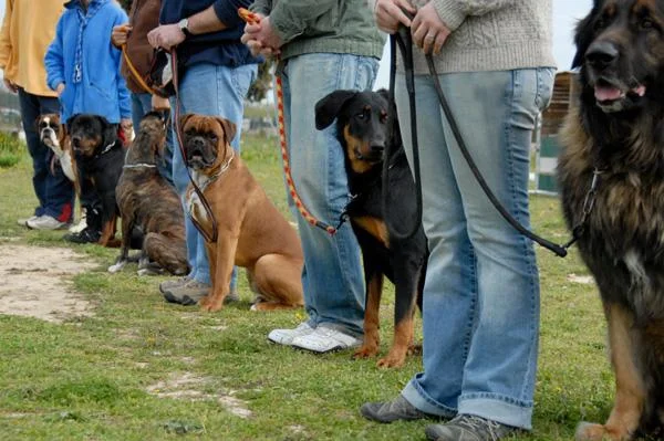Doggie Daycare - Bloomington/Normal Il