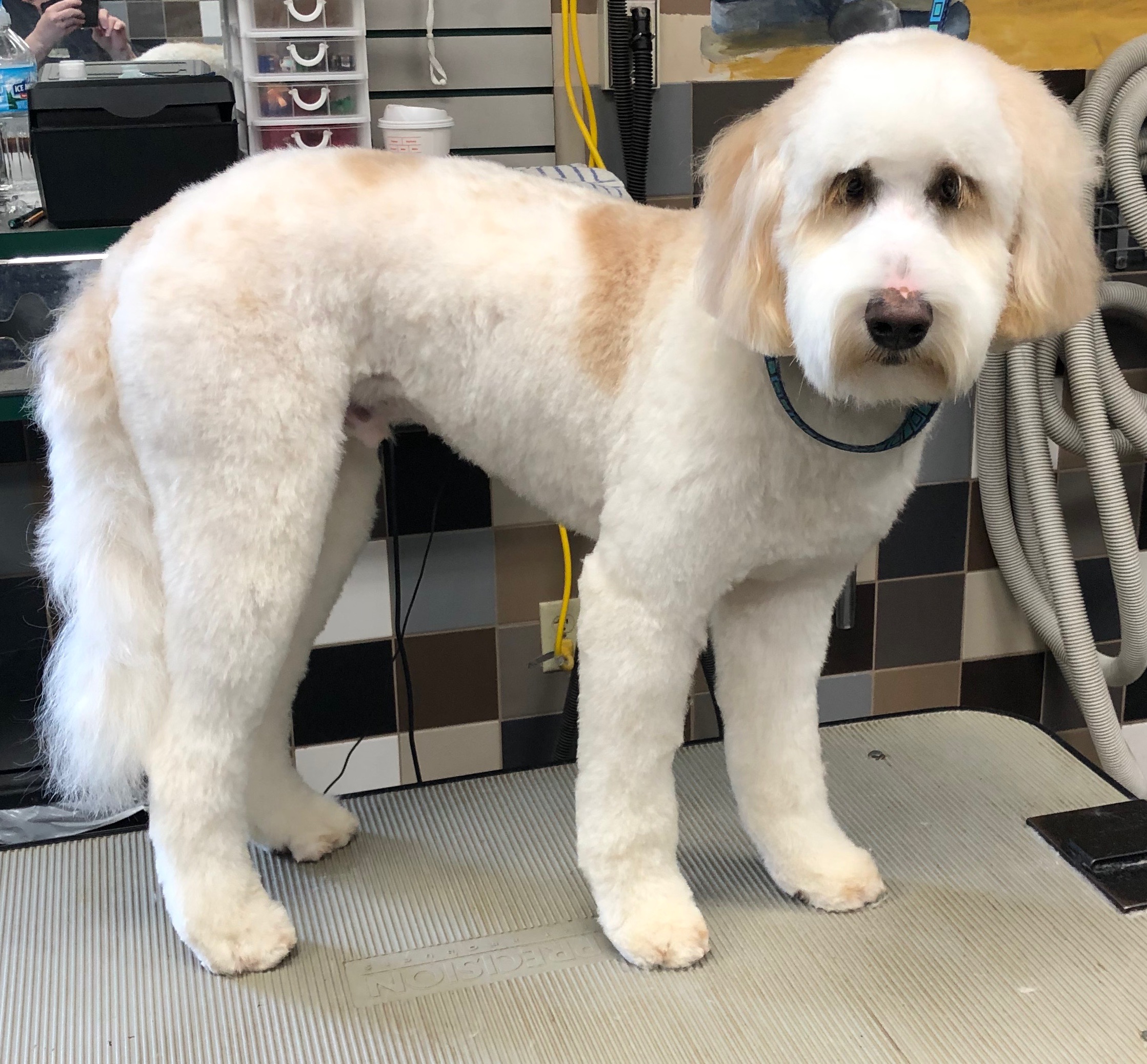 Dog Grooming, Puppy Grooming, Dog Daycare, Dog Boarding, Dog Bath, Dog Nail, Dog Ears, Large Dog Daycare, Doggy Daycare, Small Dog Daycare, Normal Illinois, Bloomington IL