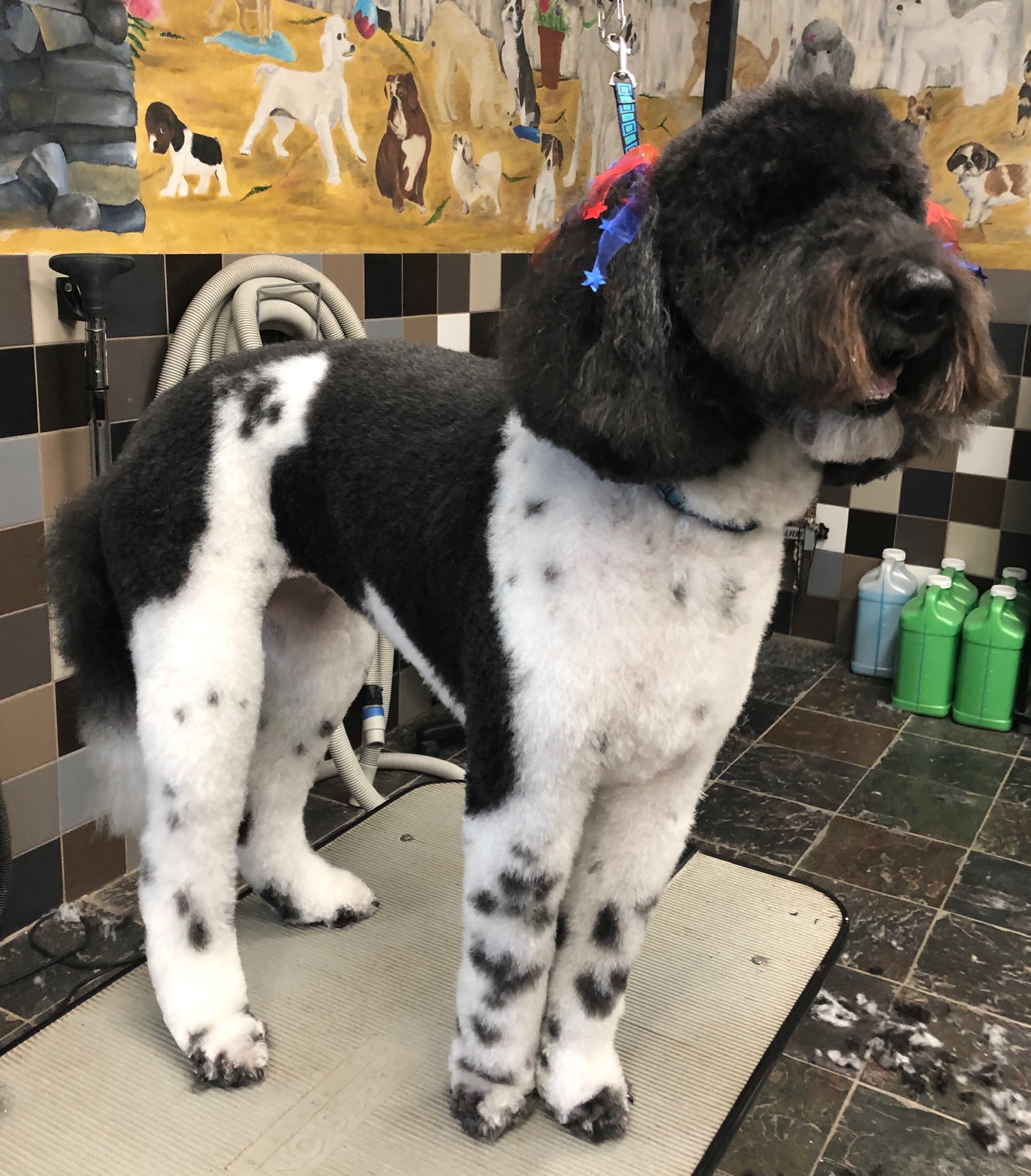 Dog Grooming, Puppy Grooming, Dog Daycare, Dog Boarding, Dog Bath, Dog Nail, Dog Ears, Large Dog Daycare, Doggy Daycare, Small Dog Daycare, Normal Illinois, Bloomington IL
