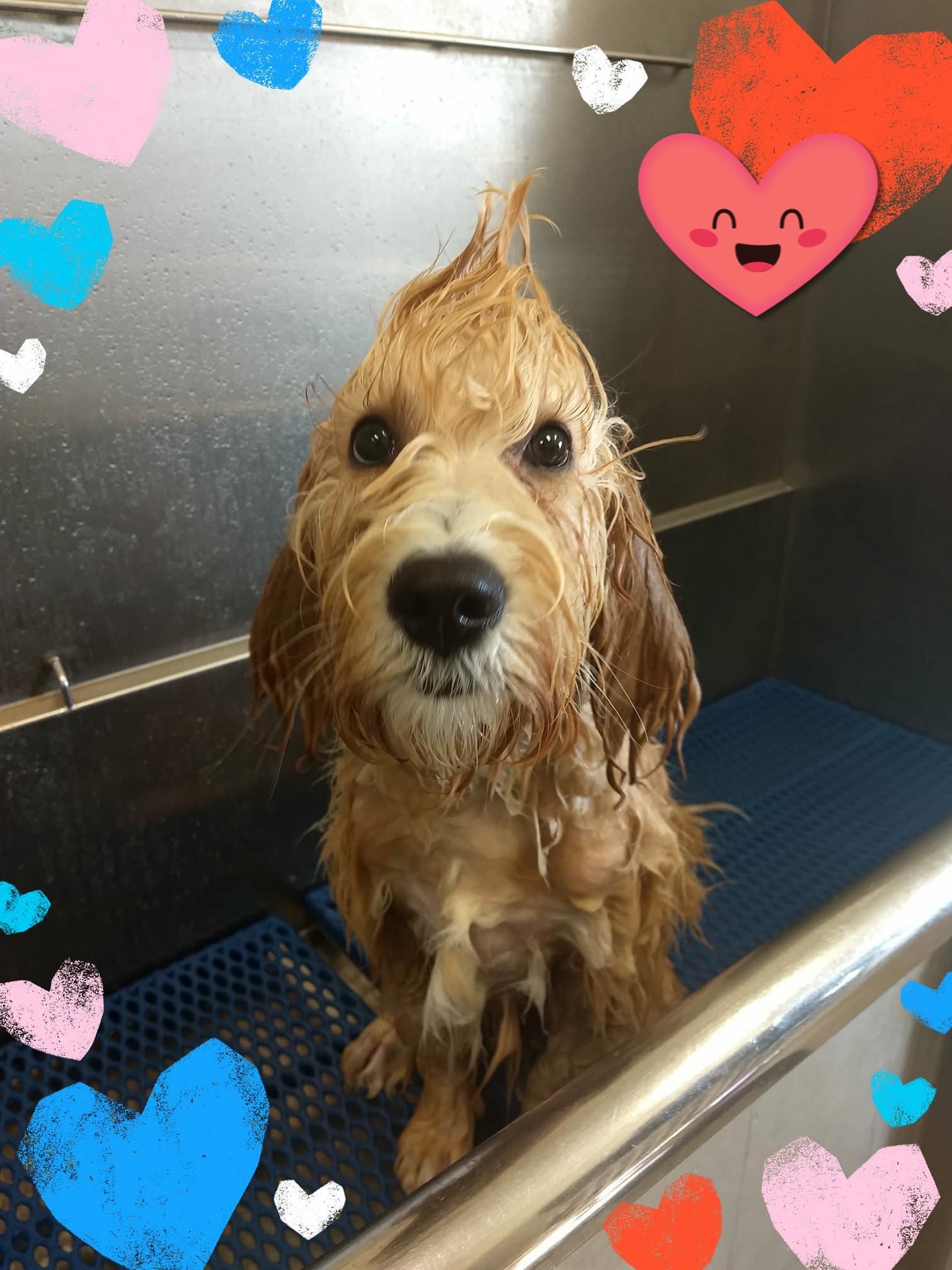 Dog Grooming, Puppy Grooming, Dog Daycare, Dog Boarding, Dog Bath, Dog Nail, Dog Ears, Large Dog Daycare, Doggy Daycare, Small Dog Daycare, Normal Illinois, Bloomington IL