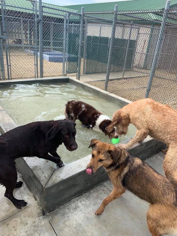 Doggie Daycare - Bloomington/Normal Il