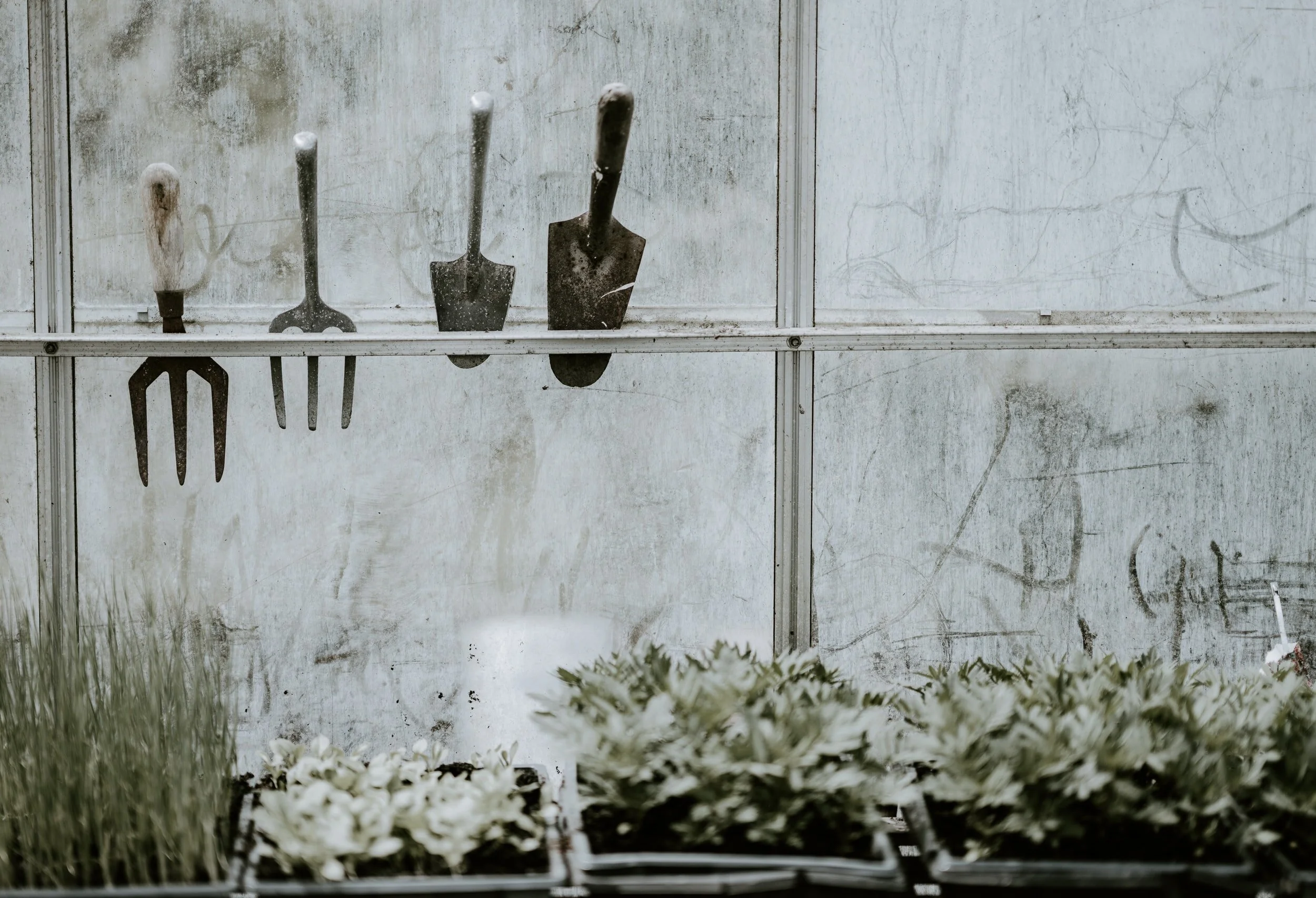Greenhouse Effects: Captive Labour, or How Like a (Salad) Leaf