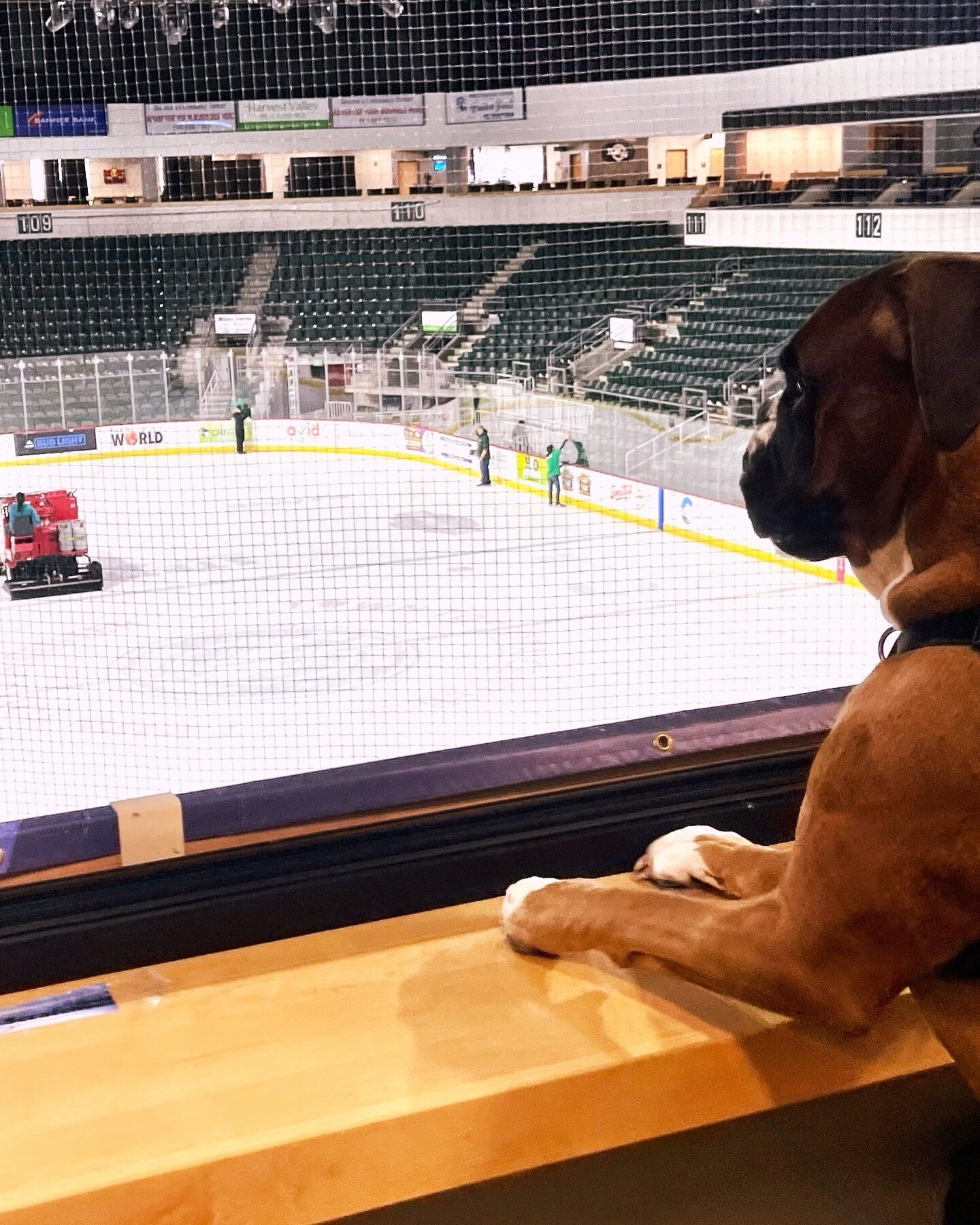 Banksy has been supervising to make sure we are ready for all the pups coming for Walts's birthday!! Who are you bringing?! Post your pooch below ⬇️

#wenatchee #towntoyotacenter #wholetthedogsout #wenatcheewild #hockey #whl #pucksnpaws